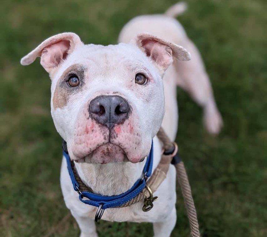 Join us for Barktoberfest - a special adoption event this coming weekend! 

The kennel is FULL and we need your help finding homes for our dogs! This 4-day adopt-a-thon will kick off on Thursday, October 21st and run through Sunday, October 24th, continuing with our $21 reduced adoption fees!

We will be offering special walk-up adoptions Thursday, October 21st, and Friday, October 22nd from 12pm to 6pm, in addition to Saturday, October 23rd, and Sunday, October 24th from 12pm to 4pm. We are hoping to find homes for our great dogs as MANY have been waiting for a long time, and we have been operating at or over capacity for months. 

This could be a great time to bring home a new best friend - get a companion to go on hikes and enjoy the beautiful fall colors, or to cozy up on the couch as the weather gets chilly!

You can view all adoptable dogs at petango.com/cacc. Our usual adoption procedures will still be in place. Interested adopters will be paired with an adoption counselor who will introduce you to dogs and hopefully try to find a good match for your household! We ask that all members of the family attend for meets to ensure a good fit, including resident dogs. 

Don’t want to risk a wait? You can schedule an appointment any time by completing our brief Meet and Greet form at: tinyurl.com/meetacitydog

Not able to adopt at this time? There are other ways to support us! We we will have a TRICKS & TREATS drop-off donation drive to stock up on all the enrichment items we need to care for the dogs within the kennel. We are in great need of treats (any variety, but especially soft/stinky ones) and durable chew toys. You can also order online at tinyurl.com/citydogswishlist (link in bio). 

We hope to see you this weekend to meet some of our 100+ dogs! (Pictured: Benton, Buster, Missy, Daisy, Pluto, Ethan, Colin, Marcia, Piper, Bobby). 
.
.
<a target='_blank' href='https://www.instagram.com/explore/tags/adoptdontshop/'>#adoptdontshop</a> <a target='_blank' href='https://www.instagram.com/explore/tags/barktoberfest/'>#barktoberfest</a> <a target='_blank' href='https://www.instagram.com/explore/tags/citydogscle/'>#citydogscle</a> <a target='_blank' href='https://www.instagram.com/explore/tags/cledogs/'>#cledogs</a> <a target='_blank' href='https://www.instagram.com/explore/tags/dogsofcle/'>#dogsofcle</a> <a target='_blank' href='https://www.instagram.com/explore/tags/rescuedogs/'>#rescuedogs</a>