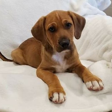 Floppy ears and puppy dog eyes...what could be cuter!  They are so playful and affectionate and they are all ready for their forever homes.  10 week Hound/Lab and maybe some Dalmation in there too.  Go to our website and fill out our Matchmaking Form if you are interested. Thanks! www.unitedanimalfriends.org