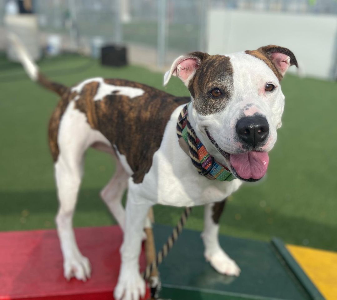 Join us for Barktoberfest - a special adoption event this coming weekend! 

The kennel is FULL and we need your help finding homes for our dogs! This 4-day adopt-a-thon will kick off on Thursday, October 21st and run through Sunday, October 24th, continuing with our $21 reduced adoption fees!

We will be offering special walk-up adoptions Thursday, October 21st, and Friday, October 22nd from 12pm to 6pm, in addition to Saturday, October 23rd, and Sunday, October 24th from 12pm to 4pm. We are hoping to find homes for our great dogs as MANY have been waiting for a long time, and we have been operating at or over capacity for months. 

This could be a great time to bring home a new best friend - get a companion to go on hikes and enjoy the beautiful fall colors, or to cozy up on the couch as the weather gets chilly!

You can view all adoptable dogs at petango.com/cacc. Our usual adoption procedures will still be in place. Interested adopters will be paired with an adoption counselor who will introduce you to dogs and hopefully try to find a good match for your household! We ask that all members of the family attend for meets to ensure a good fit, including resident dogs. 

Don’t want to risk a wait? You can schedule an appointment any time by completing our brief Meet and Greet form at: tinyurl.com/meetacitydog

Not able to adopt at this time? There are other ways to support us! We we will have a TRICKS & TREATS drop-off donation drive to stock up on all the enrichment items we need to care for the dogs within the kennel. We are in great need of treats (any variety, but especially soft/stinky ones) and durable chew toys. You can also order online at tinyurl.com/citydogswishlist (link in bio). 

We hope to see you this weekend to meet some of our 100+ dogs! (Pictured: Benton, Buster, Missy, Daisy, Pluto, Ethan, Colin, Marcia, Piper, Bobby). 
.
.
<a target='_blank' href='https://www.instagram.com/explore/tags/adoptdontshop/'>#adoptdontshop</a> <a target='_blank' href='https://www.instagram.com/explore/tags/barktoberfest/'>#barktoberfest</a> <a target='_blank' href='https://www.instagram.com/explore/tags/citydogscle/'>#citydogscle</a> <a target='_blank' href='https://www.instagram.com/explore/tags/cledogs/'>#cledogs</a> <a target='_blank' href='https://www.instagram.com/explore/tags/dogsofcle/'>#dogsofcle</a> <a target='_blank' href='https://www.instagram.com/explore/tags/rescuedogs/'>#rescuedogs</a>