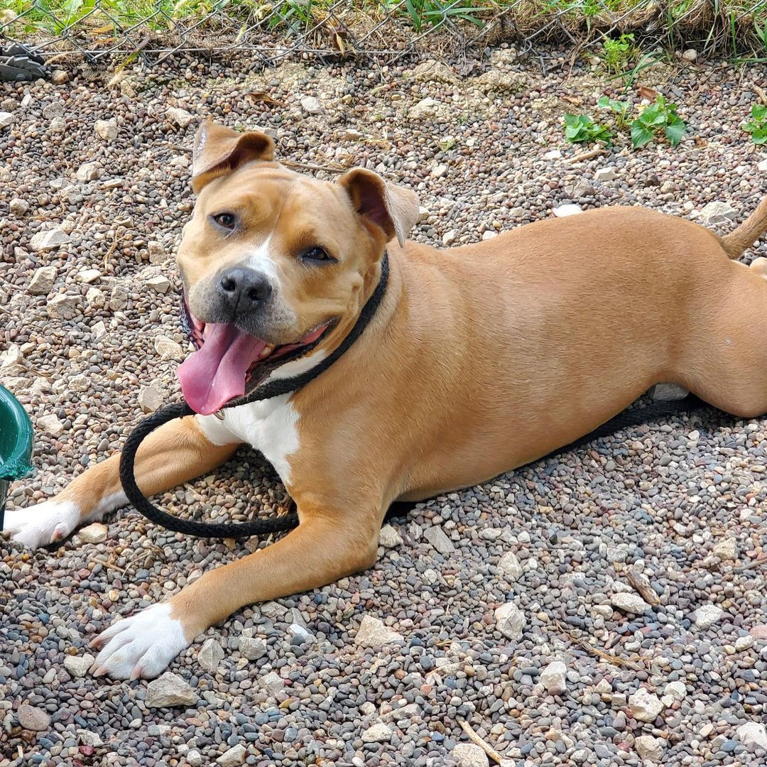 Joli is off to her new home! This precious little lady was a staff & volunteer favorite - she brought a smile to everyone’s face with her endless happiness 🥰 Congratulations to Joli and her forever family! 🥳

<a target='_blank' href='https://www.instagram.com/explore/tags/adopteddog/'>#adopteddog</a> <a target='_blank' href='https://www.instagram.com/explore/tags/adoptionday/'>#adoptionday</a> <a target='_blank' href='https://www.instagram.com/explore/tags/adopteddogsofinstagram/'>#adopteddogsofinstagram</a> <a target='_blank' href='https://www.instagram.com/explore/tags/nannydog/'>#nannydog</a> <a target='_blank' href='https://www.instagram.com/explore/tags/staffordshirebullterrier/'>#staffordshirebullterrier</a> <a target='_blank' href='https://www.instagram.com/explore/tags/staffiesofinstagram/'>#staffiesofinstagram</a> <a target='_blank' href='https://www.instagram.com/explore/tags/sweetheart/'>#sweetheart</a> <a target='_blank' href='https://www.instagram.com/explore/tags/sweetpotato/'>#sweetpotato</a> <a target='_blank' href='https://www.instagram.com/explore/tags/happygirl/'>#happygirl</a> <a target='_blank' href='https://www.instagram.com/explore/tags/winonaareahumanesociety/'>#winonaareahumanesociety</a> <a target='_blank' href='https://www.instagram.com/explore/tags/wahs/'>#wahs</a> <a target='_blank' href='https://www.instagram.com/explore/tags/winona/'>#winona</a> <a target='_blank' href='https://www.instagram.com/explore/tags/winonamn/'>#winonamn</a> <a target='_blank' href='https://www.instagram.com/explore/tags/humanesociety/'>#humanesociety</a> <a target='_blank' href='https://www.instagram.com/explore/tags/petadoption/'>#petadoption</a> <a target='_blank' href='https://www.instagram.com/explore/tags/foreverhome/'>#foreverhome</a> <a target='_blank' href='https://www.instagram.com/explore/tags/adoptdontshop/'>#adoptdontshop</a> <a target='_blank' href='https://www.instagram.com/explore/tags/chooseadoption/'>#chooseadoption</a> <a target='_blank' href='https://www.instagram.com/explore/tags/rescueismyfavoritebreed/'>#rescueismyfavoritebreed</a> <a target='_blank' href='https://www.instagram.com/explore/tags/rescuedogs/'>#rescuedogs</a> <a target='_blank' href='https://www.instagram.com/explore/tags/shelter/'>#shelter</a> <a target='_blank' href='https://www.instagram.com/explore/tags/shelterdogs/'>#shelterdogs</a> <a target='_blank' href='https://www.instagram.com/explore/tags/dogsofinstagram/'>#dogsofinstagram</a> <a target='_blank' href='https://www.instagram.com/explore/tags/shelterdogsofinstagram/'>#shelterdogsofinstagram</a> <a target='_blank' href='https://www.instagram.com/explore/tags/dogstagram/'>#dogstagram</a>