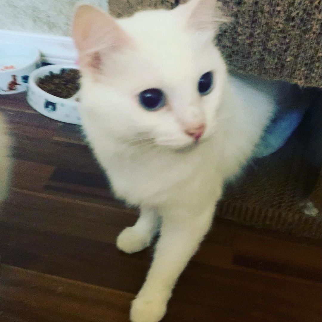 😻🐾🐱Meet momma Snowflake and her two handsome boys Moon and Spirit. These beautiful Turkish Angora kitties are all now fully vetted and ready to be adopted now. We know that they will go very quickly. If you are interested in adopting one or more of them please request an adoption application at loveandpurrssanctuary@gmail.com <a target='_blank' href='https://www.instagram.com/explore/tags/adoptdontshop/'>#adoptdontshop</a> <a target='_blank' href='https://www.instagram.com/explore/tags/adoptables/'>#adoptables</a> <a target='_blank' href='https://www.instagram.com/explore/tags/turkishangora/'>#turkishangora</a> <a target='_blank' href='https://www.instagram.com/explore/tags/loveandpurrssanctuary/'>#loveandpurrssanctuary</a> <a target='_blank' href='https://www.instagram.com/explore/tags/spayandneuter/'>#spayandneuter</a> <a target='_blank' href='https://www.instagram.com/explore/tags/rescuecat/'>#rescuecat</a>