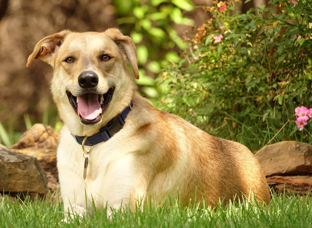 Cutie-pie Cosmo recently had glamour shots taken. WOW! He's been with us for a long time and really needs a fur-ever home. Now being fostered in Austin. He is a tall, lanky two year-old who is sweet and gentle. See more of his glamour shots at www.gsdrescuectx.com/cosmo.html.  <a target='_blank' href='https://www.instagram.com/explore/tags/adoptdontshop/'>#adoptdontshop</a> <a target='_blank' href='https://www.instagram.com/explore/tags/germanshepherds/'>#germanshepherds</a> <a target='_blank' href='https://www.instagram.com/explore/tags/germanshepherdsofinstagram/'>#germanshepherdsofinstagram</a> <a target='_blank' href='https://www.instagram.com/explore/tags/germanshepherdsofaustin/'>#germanshepherdsofaustin</a> <a target='_blank' href='https://www.instagram.com/explore/tags/rescue/'>#rescue</a> <a target='_blank' href='https://www.instagram.com/explore/tags/rescueddogsrule/'>#rescueddogsrule</a> <a target='_blank' href='https://www.instagram.com/explore/tags/rescuedogsrule/'>#rescuedogsrule</a> <a target='_blank' href='https://www.instagram.com/explore/tags/germanshepherdsofdallas/'>#germanshepherdsofdallas</a> <a target='_blank' href='https://www.instagram.com/explore/tags/germansherperdlovers/'>#germansherperdlovers</a> <a target='_blank' href='https://www.instagram.com/explore/tags/fureverhome/'>#fureverhome</a>