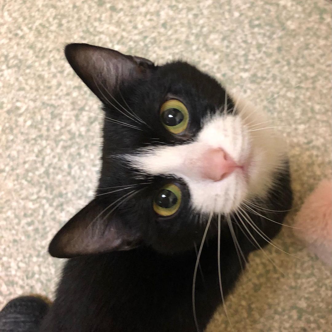 Happy Caturday courtesy of adorable Avril! This gentle sweetie will melt your heart. Give us a all at 802-484-5829 to learn more about her or any of her adoptable cat and dog friends and to schedule your visit. You never know - you may just fall in love! 
https://www.lucymac.org/pet-view/avril/
<a target='_blank' href='https://www.instagram.com/explore/tags/caturday/'>#caturday</a> <a target='_blank' href='https://www.instagram.com/explore/tags/adopt/'>#adopt</a> <a target='_blank' href='https://www.instagram.com/explore/tags/shelterlove/'>#shelterlove</a> <a target='_blank' href='https://www.instagram.com/explore/tags/catsofinstagram/'>#catsofinstagram</a>