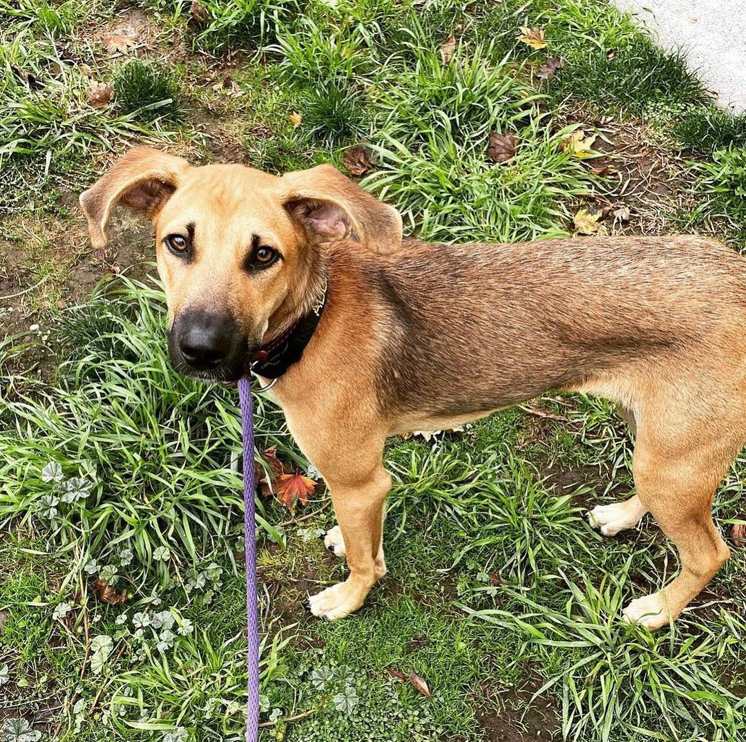 He’s got the ears. He’s got the eyeliner. He’s got the socks. He’s got the most boopable black snoot. Meet adoptable puppy, Jones! Jones is a 6 month old Texas muttley looking for his forever here in the PNW! Jones just arrived this week, but he’ll be listed for adoption soon 😍 For more info, email adopt@doggoneseattle.org