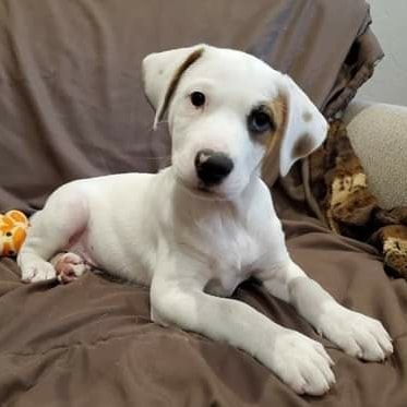 Floppy ears and puppy dog eyes...what could be cuter!  They are so playful and affectionate and they are all ready for their forever homes.  10 week Hound/Lab and maybe some Dalmation in there too.  Go to our website and fill out our Matchmaking Form if you are interested. Thanks! www.unitedanimalfriends.org