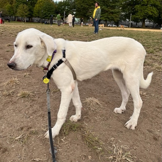 MEET MONA💜

This 1 year old Great Pyrenees is basically the perfect pal. If you want a snuggle buddy and a take everywhere kind of pup - she’s your gal!!

From her madly-in-love foster dad:
“Mona is just the sweetest girl I’ve ever fostered.  She loves attention and saying hi to everyone she walks by.  She has a very curious demeanor - checks out every new sight and sound.  She loves to just rest her head in your lap or on your shoulder to get pet. 

She’s still a little nervous about to her new surroundings in New York City.  She just moves a little slowly and needs encouragement across streets and up and down stairs.  But she’s learning and adapting very quickly and will be perfect for any environment in no time. She is great around my little dog Moe and is very patient with other dogs at the park. 

If she doesn’t win you over with her calm demeanor, it will be with every new look she gives and accomplishment she makes. 

I really cannot say enough about her.  I love her so much.”

INTERESTED IN ADOPTING?
To adopt Mona, apply on our website www.truenorthrescue.org/adopt and email adopt.truenorthrescue@gmail.com to follow up on your application.