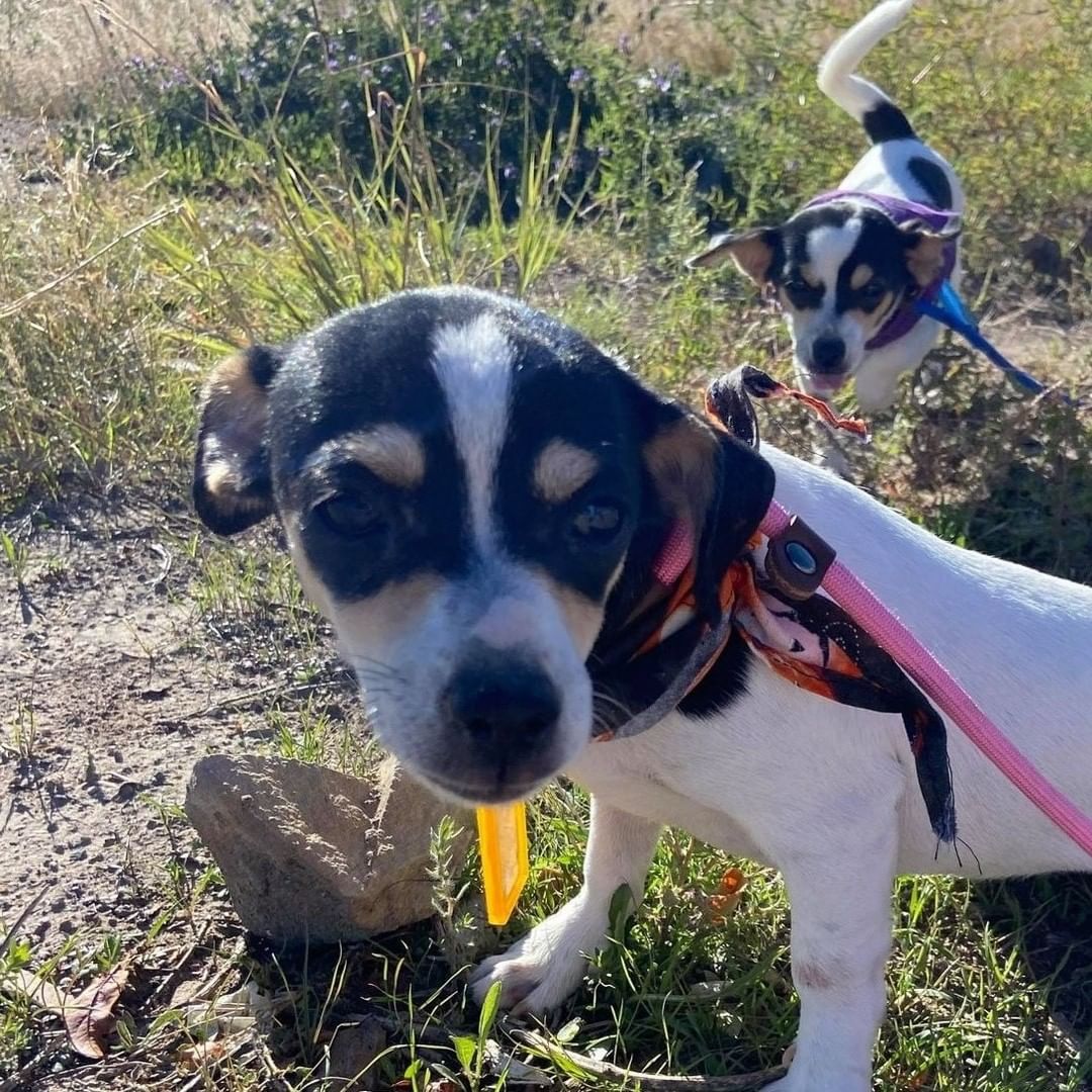 Just a few pics of the pups on their break this morning! Exploring the new scenery of New Mexico!  The fosters and adopters love all the updates we get along the way! Happy Trails Four Paws In Motion!