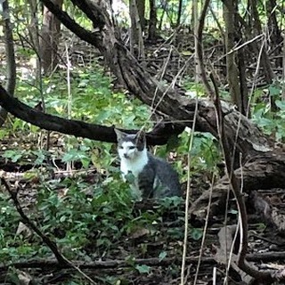 COURTESY POST for Marina from Florida. She recently visited Brooklyn, NY and she says: Me and my mom spotted a cat (white and grey, about a year old, looks clean and well maintained) in Prospect Park close to the zoo on 10/11/21. It didn't look feral but it was scared when we tried to approach. Unfortunately, i m out of town now and my mom is not local to the area, just took the kids to the zoo that day. 

I am looking for someone local to help trapping the cat. I am sure it belongs to someone and I don't think it will survive for long outdoors. My phone is (929) 427-1444. Please, let me know if you can help or if you know someone who can assist. 

I am ready to help out with the costs. 

Marina
<a target='_blank' href='https://www.instagram.com/explore/tags/lostcat/'>#lostcat</a> <a target='_blank' href='https://www.instagram.com/explore/tags/brooklyncats/'>#brooklyncats</a> <a target='_blank' href='https://www.instagram.com/explore/tags/prospectparkcats/'>#prospectparkcats</a> <a target='_blank' href='https://www.instagram.com/explore/tags/tnr/'>#tnr</a> <a target='_blank' href='https://www.instagram.com/explore/tags/tnrhelp/'>#tnrhelp</a>