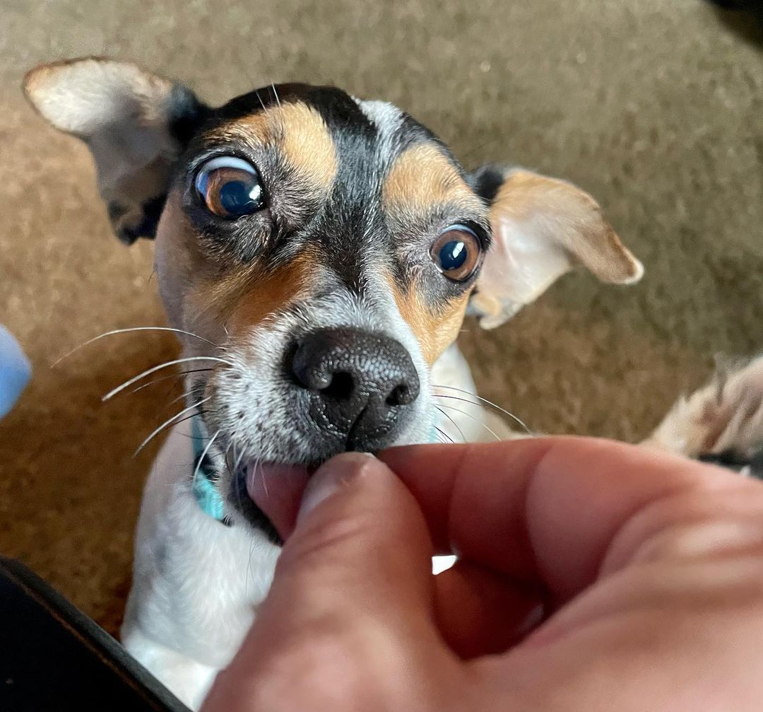 Did you say cookie?! 🍪 Mama Fern will be available in the near future once she completes her heartworm treatment! 
••••
<a target='_blank' href='https://www.instagram.com/explore/tags/adoptdontshop/'>#adoptdontshop</a>  <a target='_blank' href='https://www.instagram.com/explore/tags/dogsofmidwestrescue/'>#dogsofmidwestrescue</a> <a target='_blank' href='https://www.instagram.com/explore/tags/rescue/'>#rescue</a> <a target='_blank' href='https://www.instagram.com/explore/tags/adoptdontshop/'>#adoptdontshop</a>🐾 <a target='_blank' href='https://www.instagram.com/explore/tags/heartworm/'>#heartworm</a> <a target='_blank' href='https://www.instagram.com/explore/tags/giveprevention/'>#giveprevention</a> <a target='_blank' href='https://www.instagram.com/explore/tags/heartwormdiseaseawareness/'>#heartwormdiseaseawareness</a> <a target='_blank' href='https://www.instagram.com/explore/tags/fern/'>#fern</a> <a target='_blank' href='https://www.instagram.com/explore/tags/terriersofinstagram/'>#terriersofinstagram</a> <a target='_blank' href='https://www.instagram.com/explore/tags/jackrussellterrier/'>#jackrussellterrier</a> <a target='_blank' href='https://www.instagram.com/explore/tags/jackrussellsofinstagram/'>#jackrussellsofinstagram</a>