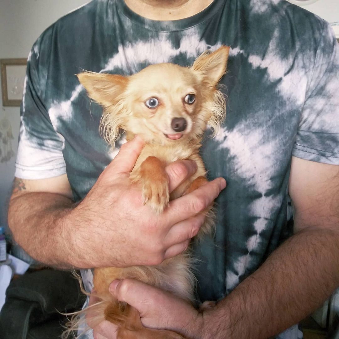 S.O.S.  FOSTERS NEEDED IN OR NEAR VALLEJO, CA

I had someone call me who has 9 Chihuahuas 3  pounds and under, ranging in age 2 years to 10 years... I need fosters. We pay for everything supplies and medical.

https://www.gunterslegacy.org/glar-foster-application

Armani is 8 male. 4lbs friendly quirky like most people

Gucci is 2 female 5lbs
Hyper cat like jumping skills super friendly still puppy shreds all toys loves to play and will nip if fighting for your affection

Giggy 8 male 3.5lbs
Super sweet talks to you by little tips. 

Lala 8 female 3lbs
Sweet playful not as accepting of strangers but not snarky

Angel 9 female 3lbs one person type dog protective and great mouse hunter. No fear loves other small dogs

Daddy 7 male 2.5lbs 
Super friendly but quirky he circles when happy or nervousness has set him off gets along with everyone
 
Ginger 6y/o (who looks like Angel but didn't include by accident) female 3 lbs
No fear nips ankles friendly if she likes you...

Tommy male 3.5lbs 12y/o
Super sweet loves everyone
Gets picked on a lot but also Mr.peepee. 

Lucy female 7, 3lbs
Not nice but can be trained
When she was given to me she was the only dog and a bit nippy. She sleeps with 2 other girls.

<a target='_blank' href='https://www.instagram.com/explore/tags/chihuahuasofig/'>#chihuahuasofig</a> 
<a target='_blank' href='https://www.instagram.com/explore/tags/chihuahuas/'>#chihuahuas</a> 
<a target='_blank' href='https://www.instagram.com/explore/tags/chihuahualovers/'>#chihuahualovers</a> 
<a target='_blank' href='https://www.instagram.com/explore/tags/seniorescuedogs/'>#seniorescuedogs</a> 
<a target='_blank' href='https://www.instagram.com/explore/tags/seniorchihuahuaofig/'>#seniorchihuahuaofig</a> 
<a target='_blank' href='https://www.instagram.com/explore/tags/fosteringsavelives/'>#fosteringsavelives</a> 
<a target='_blank' href='https://www.instagram.com/explore/tags/adoptdontshop/'>#adoptdontshop</a> 
<a target='_blank' href='https://www.instagram.com/explore/tags/dogsoftiktok/'>#dogsoftiktok</a>
<a target='_blank' href='https://www.instagram.com/explore/tags/rescuedogsoftiktok/'>#rescuedogsoftiktok</a>