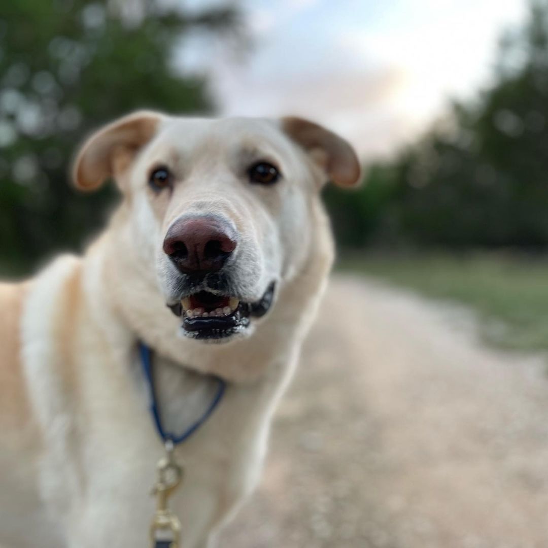 Adopt Loki. He’s 4-5 years old, 70 pounds, neutered, healthy, and in need of a best human friend who doesn’t have many other dogs to take care of. Loki thrives on routine and stability. Can you give him the love and security he craves?
<a target='_blank' href='https://www.instagram.com/explore/tags/adoptdontshop/'>#adoptdontshop</a> <a target='_blank' href='https://www.instagram.com/explore/tags/fosteringsaveslives/'>#fosteringsaveslives</a> <a target='_blank' href='https://www.instagram.com/explore/tags/boringisgood/'>#boringisgood</a> <a target='_blank' href='https://www.instagram.com/explore/tags/stability/'>#stability</a> <a target='_blank' href='https://www.instagram.com/explore/tags/routine/'>#routine</a> <a target='_blank' href='https://www.instagram.com/explore/tags/love/'>#love</a> <a target='_blank' href='https://www.instagram.com/explore/tags/austintexas/'>#austintexas</a>