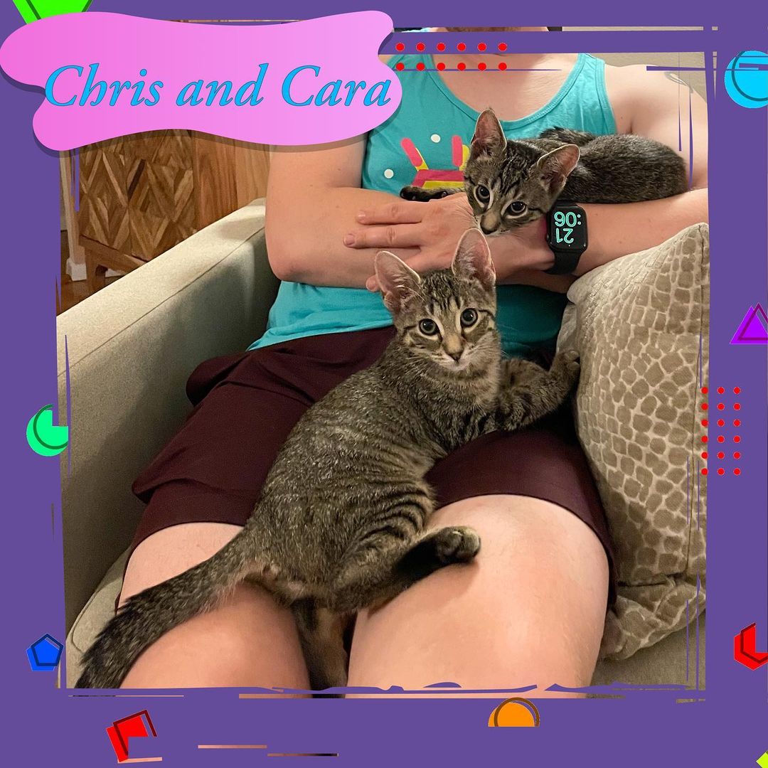 😻😻Our absolutely incredible Cara and Chris, who were bottle fed by the amazing @kittensbycara are back up for adoption after their foster to adopt fell through 😿 The adopter realized they no longer had the time to give to these absolutely incredible kittens. We do believe they deserve the ABSOLUTE best home that will give them the attention and love they crave and deserve so, it’s going to be ok, and in the end it’s for the best ❤️😻Cara and Chris are absolutely some of the most well rounded kittens we have had , they have the SWEETEST, gentle, playful , outgoing, fearless personalities and run to new people whenever they meet them . They would do well with other cats , and children too! 
Help spread the word on this ADORABLE duo and email nycatcoal@yahoo.com to apply! 😻

<a target='_blank' href='https://www.instagram.com/explore/tags/kittens/'>#kittens</a> <a target='_blank' href='https://www.instagram.com/explore/tags/adoptdontshop/'>#adoptdontshop</a> <a target='_blank' href='https://www.instagram.com/explore/tags/adoptus/'>#adoptus</a> <a target='_blank' href='https://www.instagram.com/explore/tags/adoptkittens/'>#adoptkittens</a> <a target='_blank' href='https://www.instagram.com/explore/tags/nyccats/'>#nyccats</a> <a target='_blank' href='https://www.instagram.com/explore/tags/bronxcats/'>#bronxcats</a> <a target='_blank' href='https://www.instagram.com/explore/tags/westchestercats/'>#westchestercats</a> <a target='_blank' href='https://www.instagram.com/explore/tags/meow/'>#meow</a> <a target='_blank' href='https://www.instagram.com/explore/tags/instakitten/'>#instakitten</a>