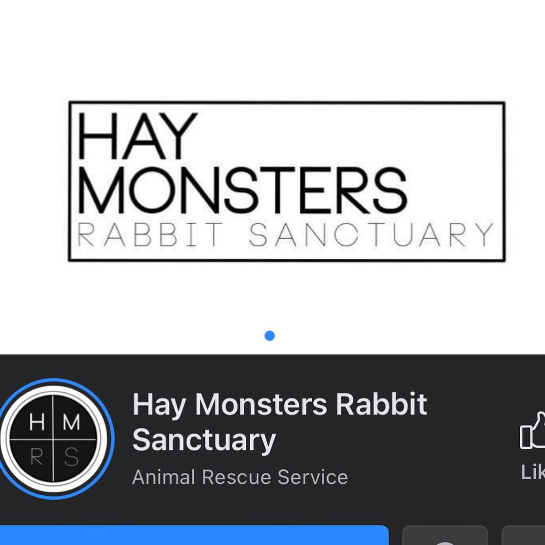 Exciting day yesterday when we showed up to a BUNNY left in the rain in front of our building. Thankfully @haymonstersrabbitsanctuary stepped up and took her into their care! 10/10 would follow