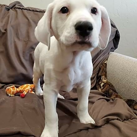 Floppy ears and puppy dog eyes...what could be cuter!  They are so playful and affectionate and they are all ready for their forever homes.  10 week Hound/Lab and maybe some Dalmation in there too.  Go to our website and fill out our Matchmaking Form if you are interested. Thanks! www.unitedanimalfriends.org