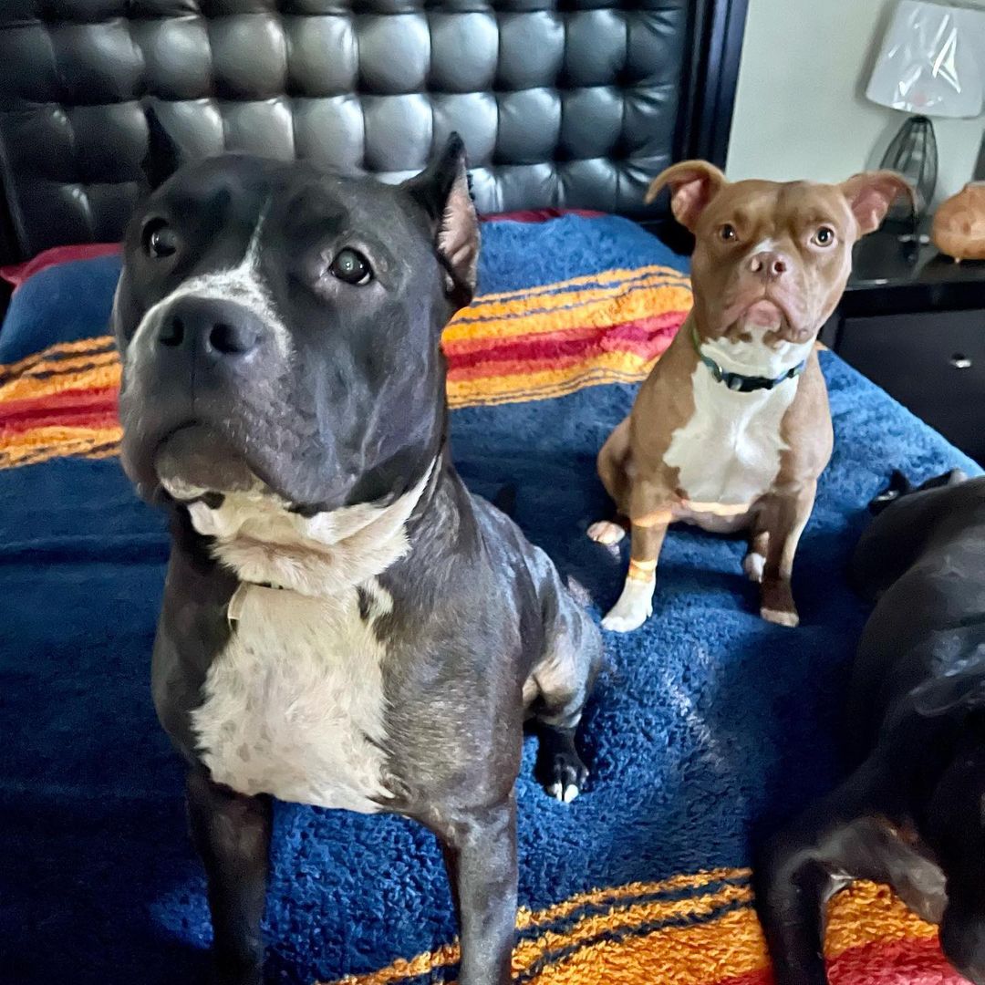 Adoptable Sasha( black) and Sookie(tan) with their big foster brother Brody, Furkid alum, who is never interested in pictures.