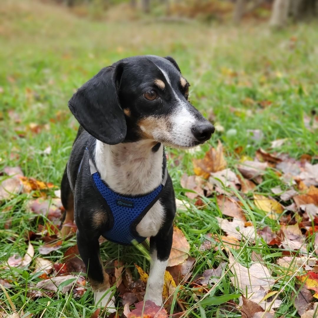 MEET BROOKS💙
This 7 year old adorable and adoptable doxie mix is looking for his forever family.

From his foster mom:
“Brooks is a 7 year old Wiener mix with the cutest silkiest bat ears looking for his forever home. Originally from Texas, he is trying to make sense of big city life. He is a zippy, happy pup whose joyous loving personality will put a smile on everyone's face.
He gets along with children, dogs and cats and follows his favorite human around like a little cute hot dog shaped shadow and if he's not napping right beside you, will amuse you with his adorable Wiener dog talk. Brooks is very affectionate and bonds strongly with his human and is ideally looking for someone who can spend a lot of time with him.

Brooks is housebroken and gets along well with everyone, including kids, dogs and cats. He is currently working on perfecting his leash skills and needs pawrents who are prepared for the breed's vocalness.”

INTERESTED IN ADOPTING?
To adopt Brooks, apply on our website www.truenorthrescue.org/adopt and email adopt.truenorthrescue@gmail.com to follow up on your application.