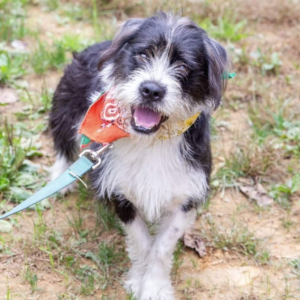 Meet Benji and Mario!

They are both eagerly waiting for their forever families! Read more about each of them below:

Benji 🥰
Oh hey there! I'm Benji. I'm a little bit shy. When I first came to the farm I was a little fearful. But now that I know I'm safe, I'm letting people see my fun side! Do you like my shaggy fur? I'm told it's super cute and trendy. And I don't know what the 