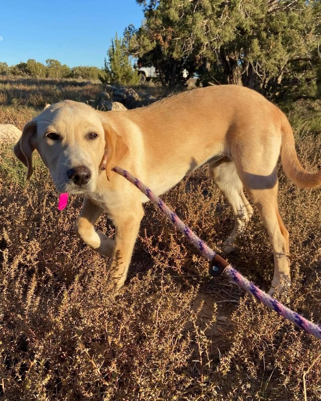 Another pit stop on transport north.  They're currently in Utah and should be at their first stop in Portland in the morning! 

Four Paws In Motion