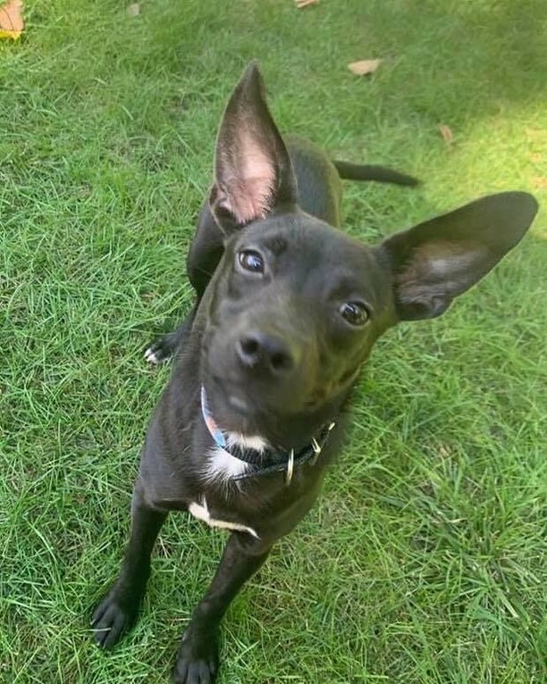 ☕️🌰🧋MEET MOCA! 🧋🌰☕️

🌰 Moca is darling 2yo female chihuahua mix, that is fully grown at just under 20lbs! 
🌰 She LOVES people and is extremely affectionate. She wants to be in your lap or by your side as often as possible! 
🌰 She is a good balance of energetic and calm; she’ll play and have fun, and then take a nice long snooze! 
☕️ Moca can be timid when meeting strangers, but she warms up quickly.
☕️ She gets along very well with other dogs, but tends to pick on dogs smaller than she is, so a dog 20lbs+ would be ideal. 

✔️ Moca is spayed, UTD on vaccines, and microchipped. 

If you are interested in adopting this pet, please head to www.pettalesrescue.com and fill out an application ✍🏼