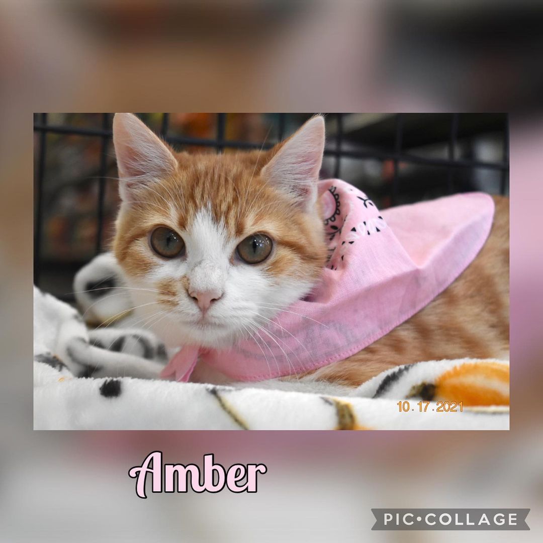 Amber’s 6 months old, spayed, microchipped and UTD on vaccinations. She loves playing with her siblings and super sweet. If you would like adopt please contact us  706-937-2287 or email @ ngaa.animals@gmail.com