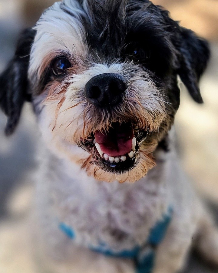 This handsome devil is Pepper. He is a 12 year old Poodle/Shihtzu mix. His story starts off with a husband and wife who got divorced and lost their home. So Pepper was sent to live with the husband's mother while he figured out his next steps in his own life. 

Sadly he found out that his sister's boyfriend, who was also living with the mother and sister, was abusing poor Pepper. The police were called, the man was arrested and Pepper came to live with his Daddy again. This time though there were also cats in the home. Pepper likes to chase cats. Over the last month he had chased off all of the new girlfriends cats. Unfortunately all came back home except for one. We hope now that Pepper is out of the home the last cat will feel safe enough to return. 

With all this being said it was a heartbreaking decision for this family to first give Pepper up, then save him from abuse, to then have to surrender him again because of the cats. I keep reassuring them they did what was best for all involved. And now we've got Peppers back 100%. 

Once we take care of his medical this sweet, smart and very handsome boy will be looking for a cat free home to spend the rest of his life in. 

Until then welcome home Pepper welcome home. You are our Rusty's Angel # 301! He and Manny are already BFF's ❤🐾❤