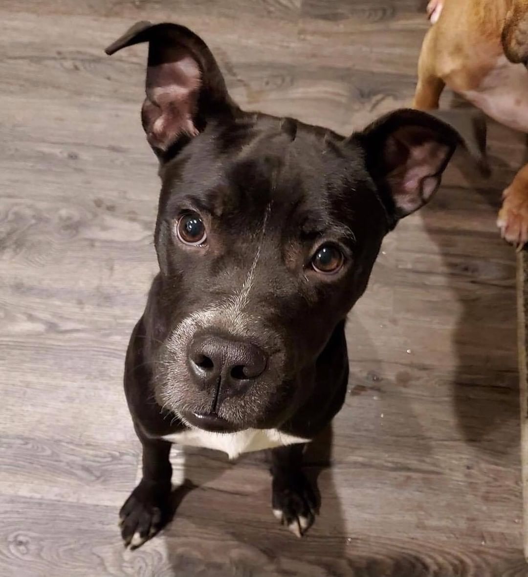 🌲🪓🪵🌳 MEET TIMBER! 🌳🪵🪓🌲

🌲 Any boxer lovers out there?! Timber is an adorable boxer mix, and is likely going to be a medium-sized adult as he is currently 40lbs at 7 months old. 
🌲 Timber has the cutest little underbite and smile…his sweet face will melt your heart! 
🌲 He has LOTS of puppy enthusiasm and loves to play, but he does have a good sense of when to settle down.
🌲 Timber is doing great with house-breaking and crate training! 
🌲 Timber has a quirky habit of carrying household items outdoors 😅, he doesn’t destroy them…just likes to carry ‘em out! 
🌲 He loves other dogs, but will need to be fed separately (see below)

⚠️ Timber came from a life of unpredictability and uncertainty, and as a result he has some resource-guarding tendencies and will need an owner willing and able work through those things with him. We do not believe his resource guarding will make him less of a great pet, but we want a home willing to work at it with him and teach him that he doesn’t have to guard his food and there will always be enough! 

 ✔️ Timber is neutered, UTD on vaccines, and microchipped.

If you are interested in adopting this pet, please head to www.pettalesrescue.com and fill out an application ✍🏼