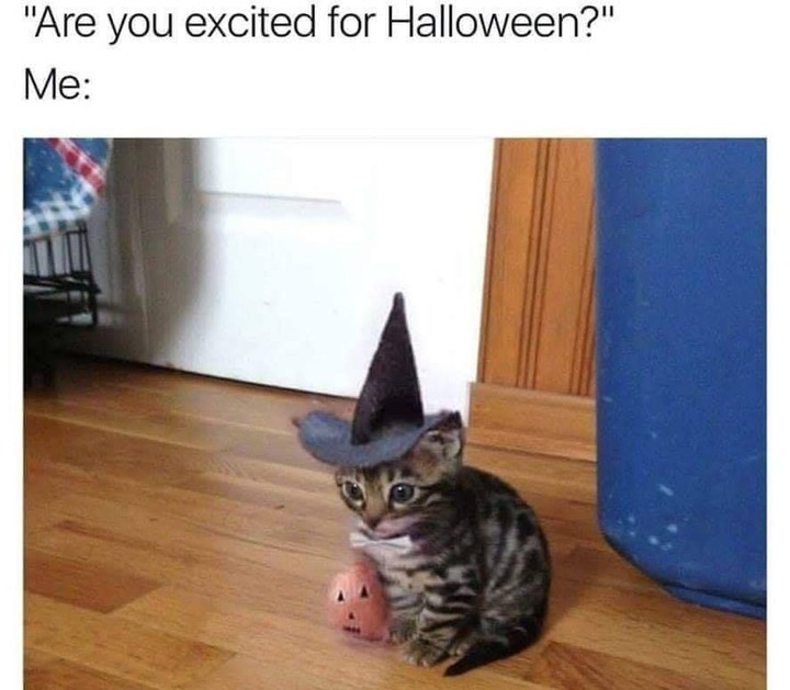 It's time to get spooky! 

<a target='_blank' href='https://www.instagram.com/explore/tags/Halloween/'>#Halloween</a> <a target='_blank' href='https://www.instagram.com/explore/tags/Cats/'>#Cats</a> <a target='_blank' href='https://www.instagram.com/explore/tags/Spooky/'>#Spooky</a> <a target='_blank' href='https://www.instagram.com/explore/tags/Kittens/'>#Kittens</a> <a target='_blank' href='https://www.instagram.com/explore/tags/ILoveHalloween/'>#ILoveHalloween</a> <a target='_blank' href='https://www.instagram.com/explore/tags/Ready/'>#Ready</a> <a target='_blank' href='https://www.instagram.com/explore/tags/For/'>#For</a> <a target='_blank' href='https://www.instagram.com/explore/tags/Fun/'>#Fun</a> <a target='_blank' href='https://www.instagram.com/explore/tags/Witchy/'>#Witchy</a> <a target='_blank' href='https://www.instagram.com/explore/tags/HalloweenVibes/'>#HalloweenVibes</a> <a target='_blank' href='https://www.instagram.com/explore/tags/MustLoveCats/'>#MustLoveCats</a>