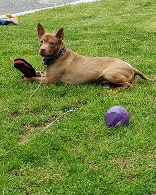 Gorgeous Sassy is still waiting for her forever home! 

After spending six (!) years in a local pound, Sassy came into our rescue and has lived with our wonderful friend Jenn Ct for over a year in her board and train program. 

Sassy is a senior at about 10 years old but still has a lot of pep in her step.  She loves toys, balls, playtime outside, and walks.

She needs to be an only pet and needs an adult home.

It takes Sassy a bit of time to get to know new people.  Once she does, she is a loyal friend and wonderful companion.

She would love a fenced yard and a family to take her on long walks and spend time playing with her.

We will give preference to applicants with experience with bully breed dogs.  Sassy is available for adoption through our regular adoption program and our Seniors for Seniors program.

To adopt please message us for an application.

<a target='_blank' href='https://www.instagram.com/explore/tags/furryfriendsct/'>#furryfriendsct</a> <a target='_blank' href='https://www.instagram.com/explore/tags/pitbullsrule/'>#pitbullsrule</a> <a target='_blank' href='https://www.instagram.com/explore/tags/adoptarescuepitbulltoday/'>#adoptarescuepitbulltoday</a>
<a target='_blank' href='https://www.instagram.com/explore/tags/adoptdontshop/'>#adoptdontshop</a>
<a target='_blank' href='https://www.instagram.com/explore/tags/pitbullawarnessmonth/'>#pitbullawarnessmonth</a> 
<a target='_blank' href='https://www.instagram.com/explore/tags/rescuedogsrule/'>#rescuedogsrule</a> 
<a target='_blank' href='https://www.instagram.com/explore/tags/rescuedogsofinstagram/'>#rescuedogsofinstagram</a>