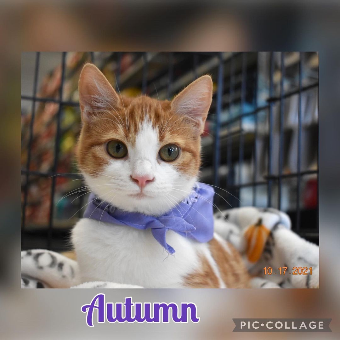 Autumn’s 6 months old, spayed, microchipped and UTD on vaccinations. She’s  so pretty and sweet, loves to play with her siblings. If you would like adopt please contact us  706-937-2287 or email us @ ngaa.animals@gmail.com
