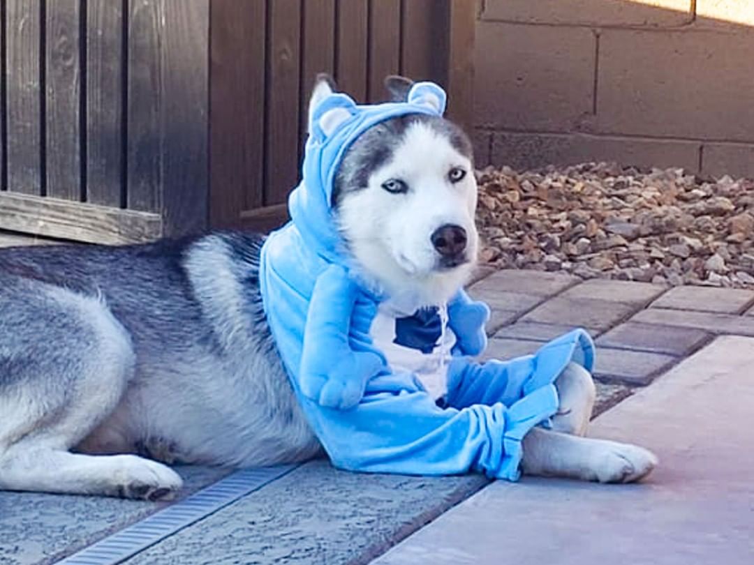 🕸🖤🎃👻 SPOOKY PUP OF THE DAY 👻🎃🖤🕸

Biscuit is very fittingly our sweet Care Bear this Halloween! We just love this guy. He's been with us a while now and we have been working on his rehab diligently. He came to us from California where he faced euthanasia at a vet clinic where he was surrendered after being hit by a car. His owners were contact but could not afford his vet care and stated that he escaped too often, thus they surrendered him to the vet. 

He has had a very distinct limp in his leg from the car accident since we got him and we had an MRI done to show the extent of the damage - the neurologists recommended that we work on physical therapy to allow him to keep his leg and regain use, so that is exactly what we have been doing. 

Biscuit's fosters note that he is shy towards humans but LOVES belly rubs and will happily take treats from your hand, and is super gentle about doing it. He also loves dogs his size and larger, and will play for hours - he will actually seek out the most playful dog in the pack and become best friends! He is also completely fine with cats - no aggression and pretty much just ignores them! Definitely unique for a husky in that he won't even chase them. 

He loves lounging and napping - you can usually find him in a quiet place or basking in the sun when he's not playing. During the summer, he likes laying on pool steps to cool off too. With therapy, the feeling in his leg is improving and he does not have activity restrictions anymore. He does get daily medication, but it is not expensive. 

We would love to give a potential adopter the full rundown on what his medical future looks like and what cost expectation there would be in giving Biscuit a forever home! After everything this sweet guy has been through, he deserves to finally be with one person or family for the rest of his life.

Please fill out an app if you're interested in meeting Biscuit.

<a target='_blank' href='https://www.instagram.com/explore/tags/husky/'>#husky</a> <a target='_blank' href='https://www.instagram.com/explore/tags/siberianhusky/'>#siberianhusky</a> <a target='_blank' href='https://www.instagram.com/explore/tags/huskyrescue/'>#huskyrescue</a> <a target='_blank' href='https://www.instagram.com/explore/tags/rescue/'>#rescue</a> <a target='_blank' href='https://www.instagram.com/explore/tags/rescuedog/'>#rescuedog</a> <a target='_blank' href='https://www.instagram.com/explore/tags/huskiesofinstagram/'>#huskiesofinstagram</a> <a target='_blank' href='https://www.instagram.com/explore/tags/azhusky/'>#azhusky</a> <a target='_blank' href='https://www.instagram.com/explore/tags/azhuskyrescue/'>#azhuskyrescue</a> <a target='_blank' href='https://www.instagram.com/explore/tags/rescuehusky/'>#rescuehusky</a> <a target='_blank' href='https://www.instagram.com/explore/tags/specialneeds/'>#specialneeds</a> <a target='_blank' href='https://www.instagram.com/explore/tags/specialneedsdog/'>#specialneedsdog</a> <a target='_blank' href='https://www.instagram.com/explore/tags/medicaldog/'>#medicaldog</a> <a target='_blank' href='https://www.instagram.com/explore/tags/blueeyes/'>#blueeyes</a> <a target='_blank' href='https://www.instagram.com/explore/tags/halloween/'>#halloween</a> <a target='_blank' href='https://www.instagram.com/explore/tags/dogsincostume/'>#dogsincostume</a> <a target='_blank' href='https://www.instagram.com/explore/tags/carebear/'>#carebear</a> <a target='_blank' href='https://www.instagram.com/explore/tags/trickortreat/'>#trickortreat</a> <a target='_blank' href='https://www.instagram.com/explore/tags/howloween/'>#howloween</a>