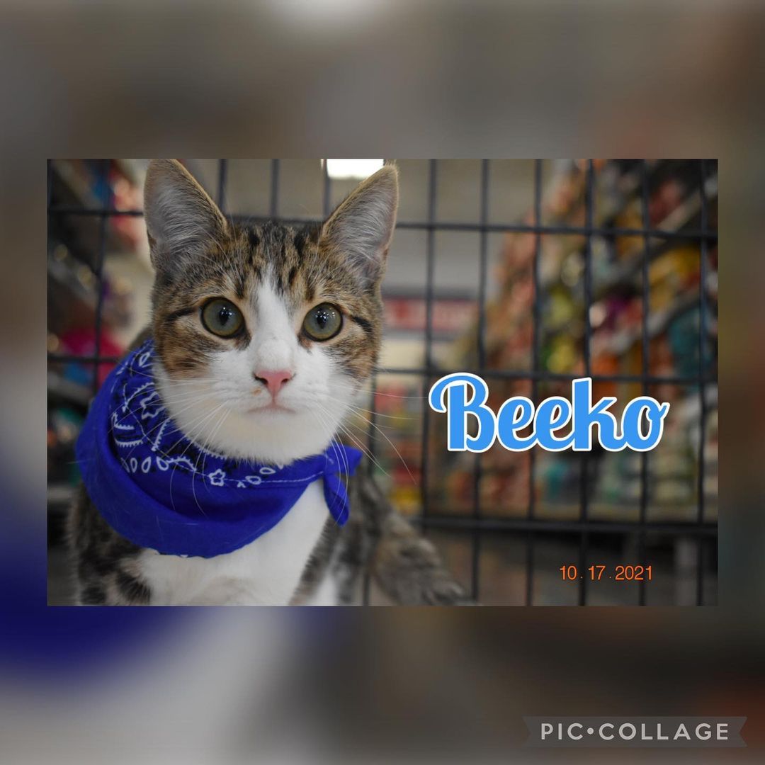 Beeko’s 6 months old, neutered, microchipped and UTD on vaccinations. He also loves to play with his siblings and mom Blossom, he’s so handsome! If you would like adopt please contact us  706-937-2287 or email @
ngaa.animals@gmail.com