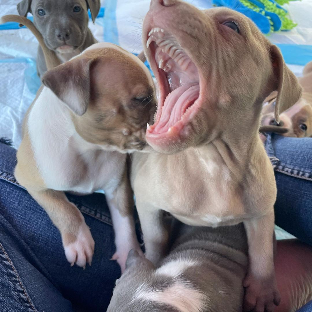 LOVE seeing all their little personalities! <a target='_blank' href='https://www.instagram.com/explore/tags/bombshell/'>#bombshell</a> <a target='_blank' href='https://www.instagram.com/explore/tags/bullies/'>#bullies</a> <a target='_blank' href='https://www.instagram.com/explore/tags/pitbull/'>#pitbull</a> <a target='_blank' href='https://www.instagram.com/explore/tags/rescue/'>#rescue</a> <a target='_blank' href='https://www.instagram.com/explore/tags/adoptdontshop/'>#adoptdontshop</a> <a target='_blank' href='https://www.instagram.com/explore/tags/pitbullsofinstagram/'>#pitbullsofinstagram</a> <a target='_blank' href='https://www.instagram.com/explore/tags/pitbullpuppy/'>#pitbullpuppy</a> <a target='_blank' href='https://www.instagram.com/explore/tags/somuchlove/'>#somuchlove</a>