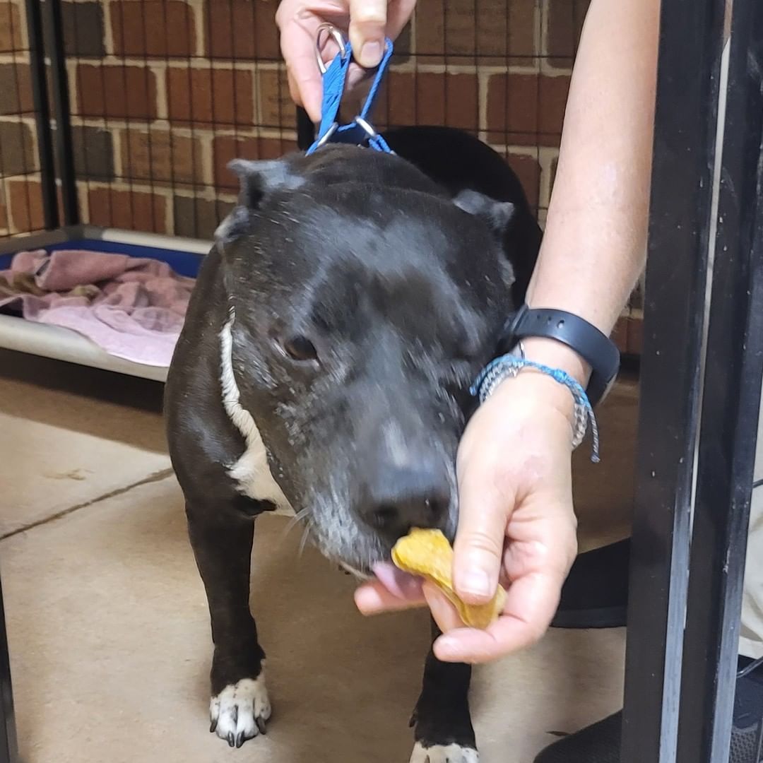 PUPDATE:
The treats from the residents of Truewood by Merrill, Charlotte Center Were a hit!!! 🐾💞 🦴
Thanks again to all the residents who helped make the pup treats.
<a target='_blank' href='https://www.instagram.com/explore/tags/spoiledpups/'>#spoiledpups</a> <a target='_blank' href='https://www.instagram.com/explore/tags/puptreats/'>#puptreats</a> <a target='_blank' href='https://www.instagram.com/explore/tags/awlshelter/'>#awlshelter</a> <a target='_blank' href='https://www.instagram.com/explore/tags/fureverhomesneeded/'>#fureverhomesneeded</a>