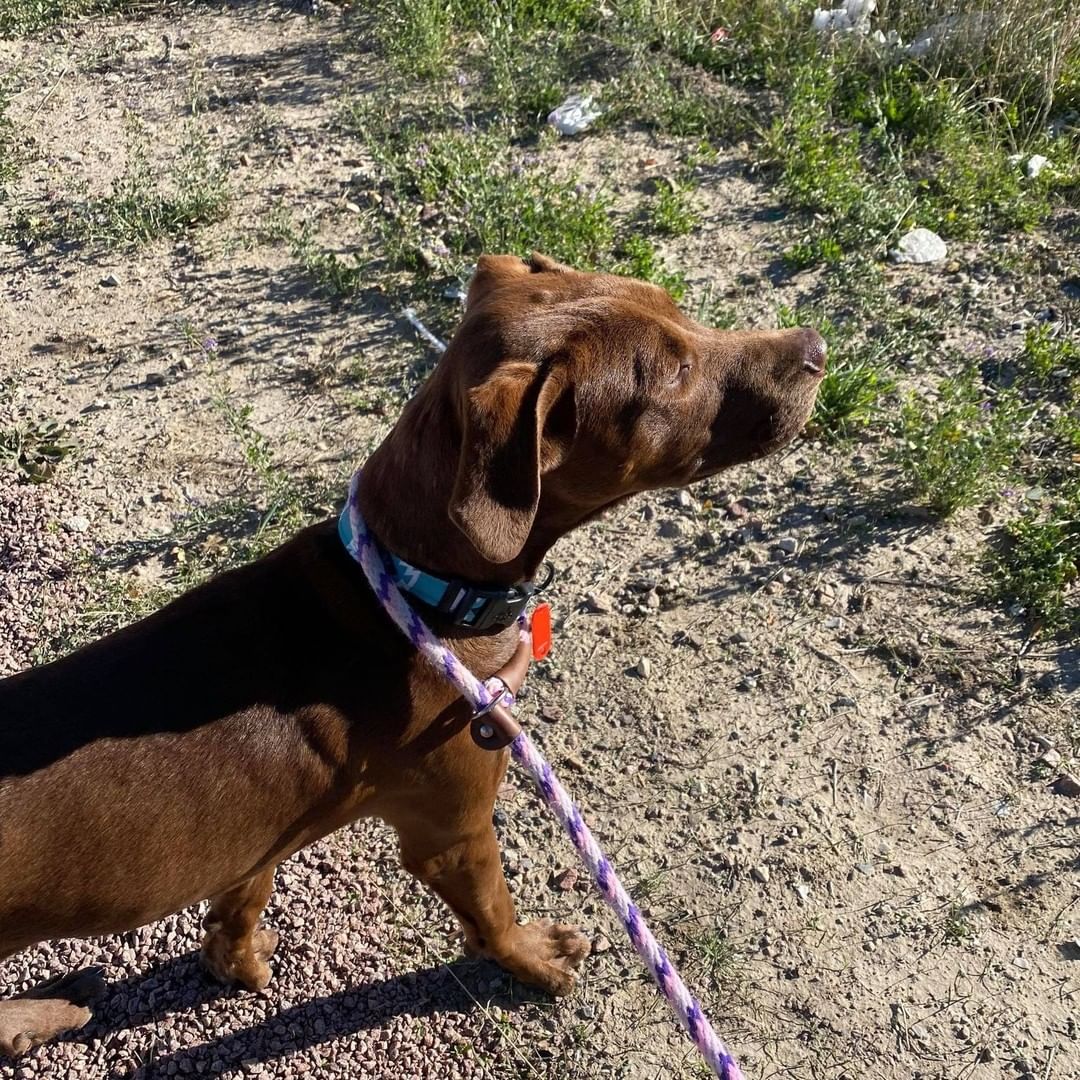 Just a few pics of the pups on their break this morning! Exploring the new scenery of New Mexico!  The fosters and adopters love all the updates we get along the way! Happy Trails Four Paws In Motion!