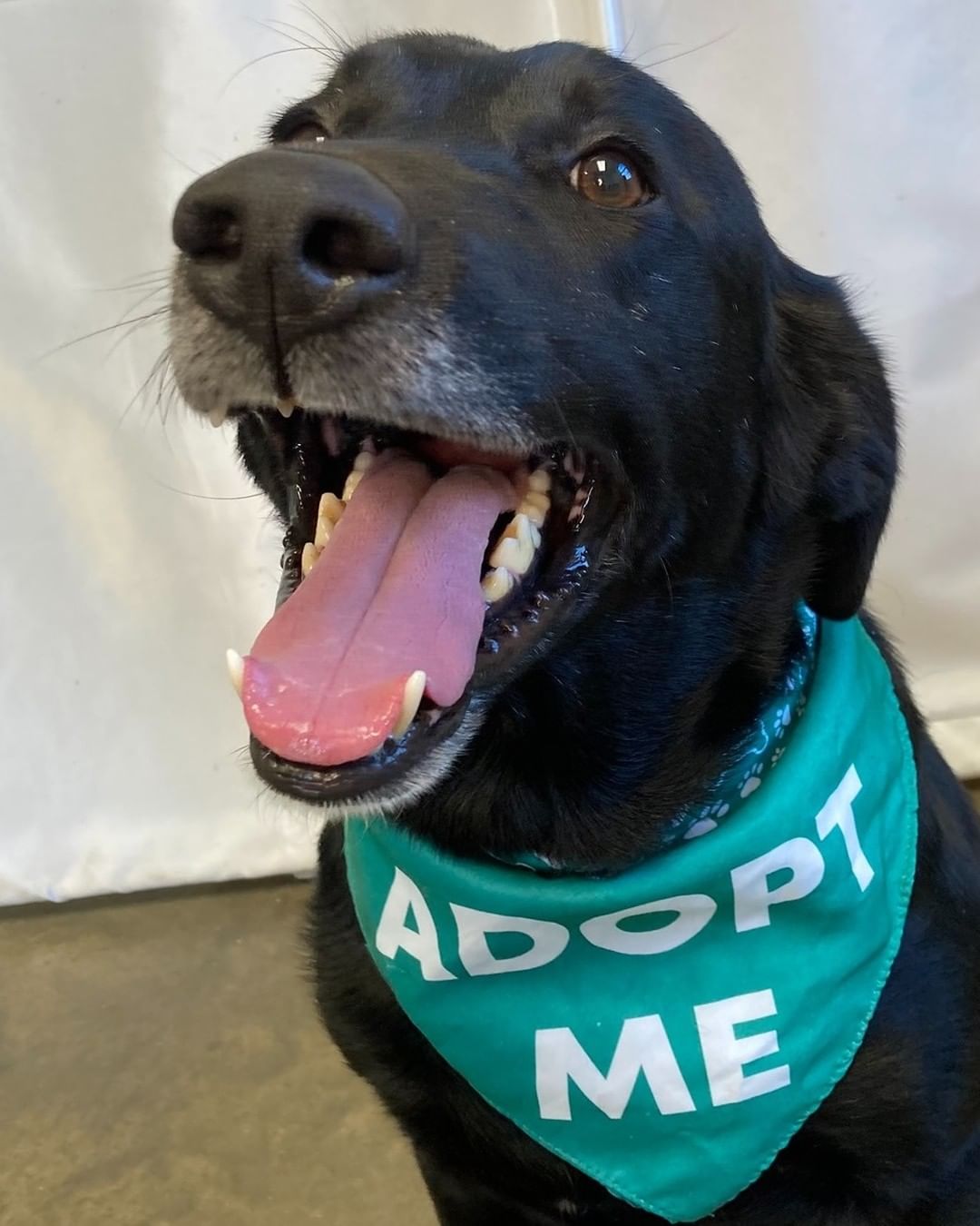 👻Trick or treat! 👻 Did you say....treat? 😍 Do you need to add some love to your life? We have plenty of fur babies as sweet as candy just waiting for their forever home. 🐾 Please visit our website, www.prairiepaws.org or give us a call at 785-242-2967 with any questions! <a target='_blank' href='https://www.instagram.com/explore/tags/animalrescue/'>#animalrescue</a> <a target='_blank' href='https://www.instagram.com/explore/tags/adoptdontshop/'>#adoptdontshop</a> <a target='_blank' href='https://www.instagram.com/explore/tags/dogsofinsta/'>#dogsofinsta</a> <a target='_blank' href='https://www.instagram.com/explore/tags/prairiepawsanimalshelter/'>#prairiepawsanimalshelter</a>