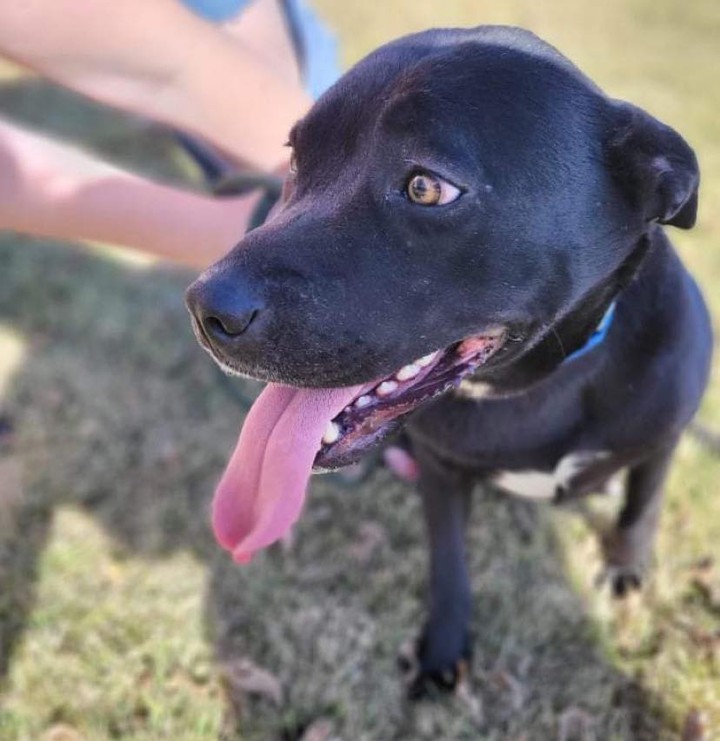 We pulled 2 dogs from a full Missouri shelter today - thanks to our foster families - but this sweet gal came without a name! Her paperwork all cites a kennel # only. 😭😭

We think she deserves the best name ever! Here’s what we know so far: she is a year&a half old lab mix. Sweet as pie. Perky. Super soft. Soooo happy to see us. 

What shall we name her?