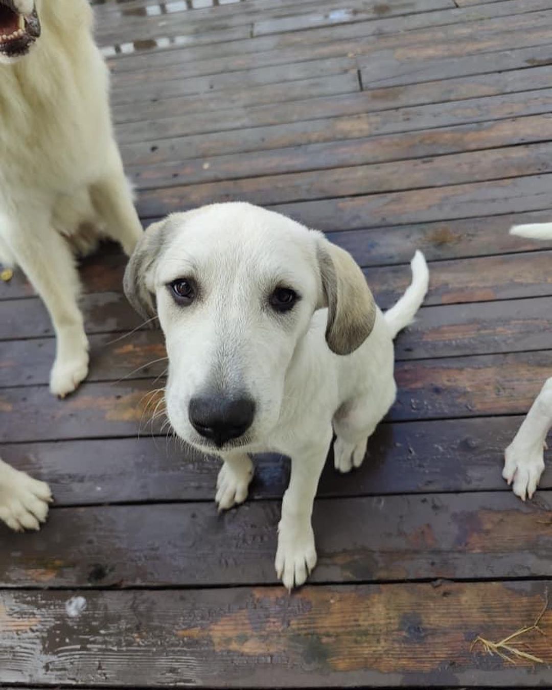 Millie came into rescue with her sister Maggie. The girls were surrendered to us by their owner who had back surgery and could no longer care for them. They had mostly been outside pups when they came to us, but are now enjoying the comforts of indoors. 

We think Millie is a Great Pyrenees mixed with Hound and maybe some Great Dane. Millie is super sweet and pretty independent. She enjoys being where you are, but isn’t needy and can keep herself occupied. Millie isn’t a cuddler yet, but she really likes being petted. Even though she’s on the shy side, she does well when meeting people and enjoys the attention. Millie is braver than her sister and is the first to explore and check out new things. And she is not shy about her bark! Millie loves to wrestle and play with other pups and would love a canine friend to play with in her Furever home. She is also cat friendly. Millie enjoys being outside especially if you are outside with her. She also likes playing in the wading pool. When Millie's ready to relax or nap, her crate is her safe place and she chooses to lay in it. Millie will sit for treats and is doing well with house training and leash training. 

Millie has a short coat and at 4 1/2 months old weighs 41 lbs. Millie is up to date on vaccines, up to date on heartworm and flea/tick preventatives, and microchipped. Our puppies are adopted on a spay/neuter contract with adopter promising to spay/neuter at a later date and must show proof at that time. Apply for Millie here https://www.gprescue.com/current-adoptables

Adoption requirements:
You must have a secure and visible fence, pass a home check and a vet check with at least a two year, excellent vet history. Millie can be adopted in Missouri, Illinois, Iowa, Wisconsin, Minnesota, and Indiana. 
*Being fostered in Reynolds, IL*
www.gprescue.com
🐾
<a target='_blank' href='https://www.instagram.com/explore/tags/greatPyrenees/'>#greatPyrenees</a> <a target='_blank' href='https://www.instagram.com/explore/tags/greatpyreneesofthehour/'>#greatpyreneesofthehour</a> <a target='_blank' href='https://www.instagram.com/explore/tags/greatpyreneesoftheday/'>#greatpyreneesoftheday</a> <a target='_blank' href='https://www.instagram.com/explore/tags/greatpyreneesfeature/'>#greatpyreneesfeature</a> <a target='_blank' href='https://www.instagram.com/explore/tags/greatpyrfeature/'>#greatpyrfeature</a> <a target='_blank' href='https://www.instagram.com/explore/tags/dogstagram/'>#dogstagram</a> <a target='_blank' href='https://www.instagram.com/explore/tags/dogoftheday/'>#dogoftheday</a> <a target='_blank' href='https://www.instagram.com/explore/tags/dogsofinsta/'>#dogsofinsta</a> <a target='_blank' href='https://www.instagram.com/explore/tags/petsofinstagram/'>#petsofinstagram</a> <a target='_blank' href='https://www.instagram.com/explore/tags/petstagram/'>#petstagram</a> <a target='_blank' href='https://www.instagram.com/explore/tags/polarbeardog/'>#polarbeardog</a> <a target='_blank' href='https://www.instagram.com/explore/tags/giantdogsofinstagram/'>#giantdogsofinstagram</a> <a target='_blank' href='https://www.instagram.com/explore/tags/giantbreedlovers/'>#giantbreedlovers</a> <a target='_blank' href='https://www.instagram.com/explore/tags/adoptdontshop/'>#adoptdontshop</a> <a target='_blank' href='https://www.instagram.com/explore/tags/dogsofmo/'>#dogsofmo</a> <a target='_blank' href='https://www.instagram.com/explore/tags/adopt/'>#adopt</a> <a target='_blank' href='https://www.instagram.com/explore/tags/foster/'>#foster</a> <a target='_blank' href='https://www.instagram.com/explore/tags/greatpyreneesrescueofmissouri/'>#greatpyreneesrescueofmissouri</a> <a target='_blank' href='https://www.instagram.com/explore/tags/greatpyreneesrescueofmo/'>#greatpyreneesrescueofmo</a>