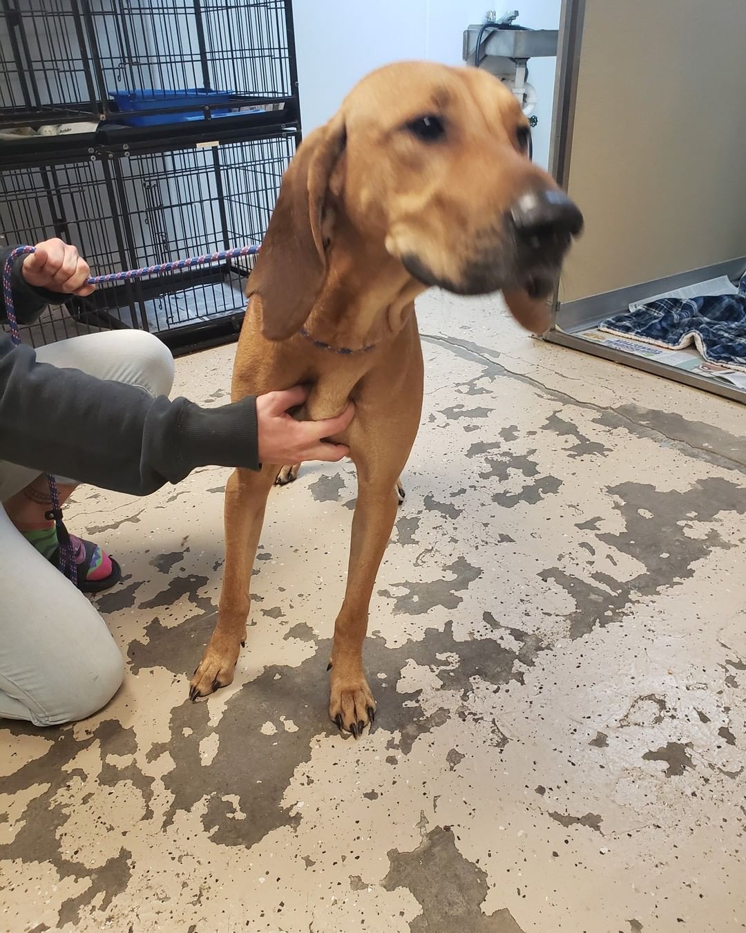 **FOUND** by Dog Control on River Rd in Clifton. If this is your dog or for more information, please contact the shelter at 315-265-3199.