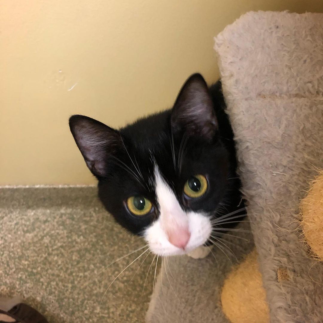 Happy Caturday courtesy of adorable Avril! This gentle sweetie will melt your heart. Give us a all at 802-484-5829 to learn more about her or any of her adoptable cat and dog friends and to schedule your visit. You never know - you may just fall in love! 
https://www.lucymac.org/pet-view/avril/
<a target='_blank' href='https://www.instagram.com/explore/tags/caturday/'>#caturday</a> <a target='_blank' href='https://www.instagram.com/explore/tags/adopt/'>#adopt</a> <a target='_blank' href='https://www.instagram.com/explore/tags/shelterlove/'>#shelterlove</a> <a target='_blank' href='https://www.instagram.com/explore/tags/catsofinstagram/'>#catsofinstagram</a>