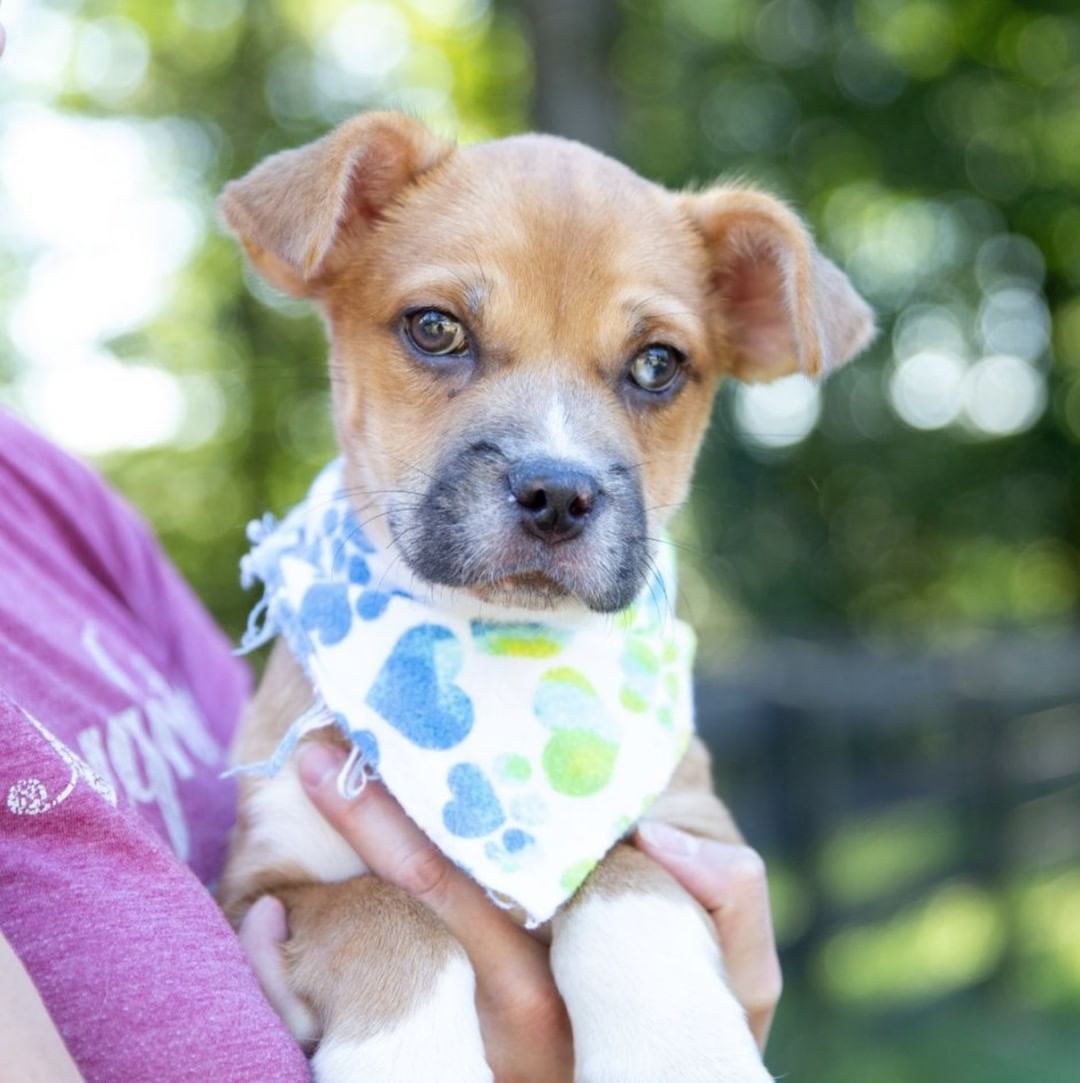 Meet Perry! 😍

Perry is a 3 month old Border Terrier mix, weighs 15lbs, is very friendly, and is THE cutest puppy! Such a sweetie too! 

*For more information about our adoption process and an adoption application, please visit greenmorerescue.org. 
.
.
<a target='_blank' href='https://www.instagram.com/explore/tags/petsofinstagram/'>#petsofinstagram</a> <a target='_blank' href='https://www.instagram.com/explore/tags/dogslife/'>#dogslife</a> <a target='_blank' href='https://www.instagram.com/explore/tags/dogmom/'>#dogmom</a> <a target='_blank' href='https://www.instagram.com/explore/tags/instagram/'>#instagram</a> <a target='_blank' href='https://www.instagram.com/explore/tags/cutedogs/'>#cutedogs</a> <a target='_blank' href='https://www.instagram.com/explore/tags/shelterdog/'>#shelterdog</a> <a target='_blank' href='https://www.instagram.com/explore/tags/cutedog/'>#cutedog</a> <a target='_blank' href='https://www.instagram.com/explore/tags/puppy/'>#puppy</a> <a target='_blank' href='https://www.instagram.com/explore/tags/dogsofinstaworld/'>#dogsofinstaworld</a> <a target='_blank' href='https://www.instagram.com/explore/tags/pets/'>#pets</a> <a target='_blank' href='https://www.instagram.com/explore/tags/hound/'>#hound</a> <a target='_blank' href='https://www.instagram.com/explore/tags/dogphotography/'>#dogphotography</a> <a target='_blank' href='https://www.instagram.com/explore/tags/doglove/'>#doglove</a> <a target='_blank' href='https://www.instagram.com/explore/tags/pet/'>#pet</a> <a target='_blank' href='https://www.instagram.com/explore/tags/petstagram/'>#petstagram</a> <a target='_blank' href='https://www.instagram.com/explore/tags/rescuepup/'>#rescuepup</a> <a target='_blank' href='https://www.instagram.com/explore/tags/mixedbreed/'>#mixedbreed</a> <a target='_blank' href='https://www.instagram.com/explore/tags/dogrescue/'>#dogrescue</a> <a target='_blank' href='https://www.instagram.com/explore/tags/instadogs/'>#instadogs</a> <a target='_blank' href='https://www.instagram.com/explore/tags/lovedogs/'>#lovedogs</a> <a target='_blank' href='https://www.instagram.com/explore/tags/rescuedogsrock/'>#rescuedogsrock</a> <a target='_blank' href='https://www.instagram.com/explore/tags/seniordog/'>#seniordog</a> <a target='_blank' href='https://www.instagram.com/explore/tags/furbaby/'>#furbaby</a> <a target='_blank' href='https://www.instagram.com/explore/tags/doggy/'>#doggy</a> <a target='_blank' href='https://www.instagram.com/explore/tags/rescued/'>#rescued</a> <a target='_blank' href='https://www.instagram.com/explore/tags/rescueismyfavoritebreed/'>#rescueismyfavoritebreed</a>