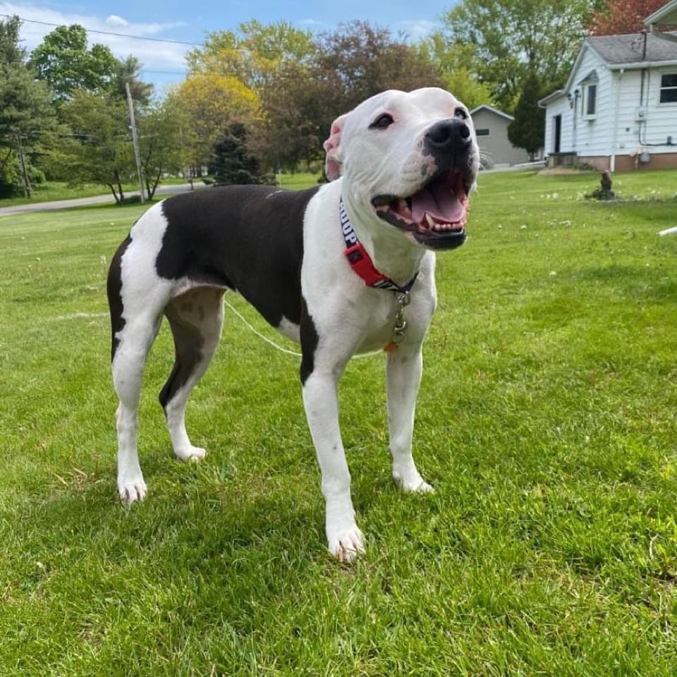 🥳ADOPTED🥳  Where is Coco’s OAR’s warm welcome?! This beautiful 2 year old spayed Pitty Mix has been with with us since May & is still aching for her forever home! Coco is housebroken, crate trained, playful & loveable! Coco prefers all the love and treats for herself but will share with proper introductions. Show Coco the love and apply for her at oarwny.org.