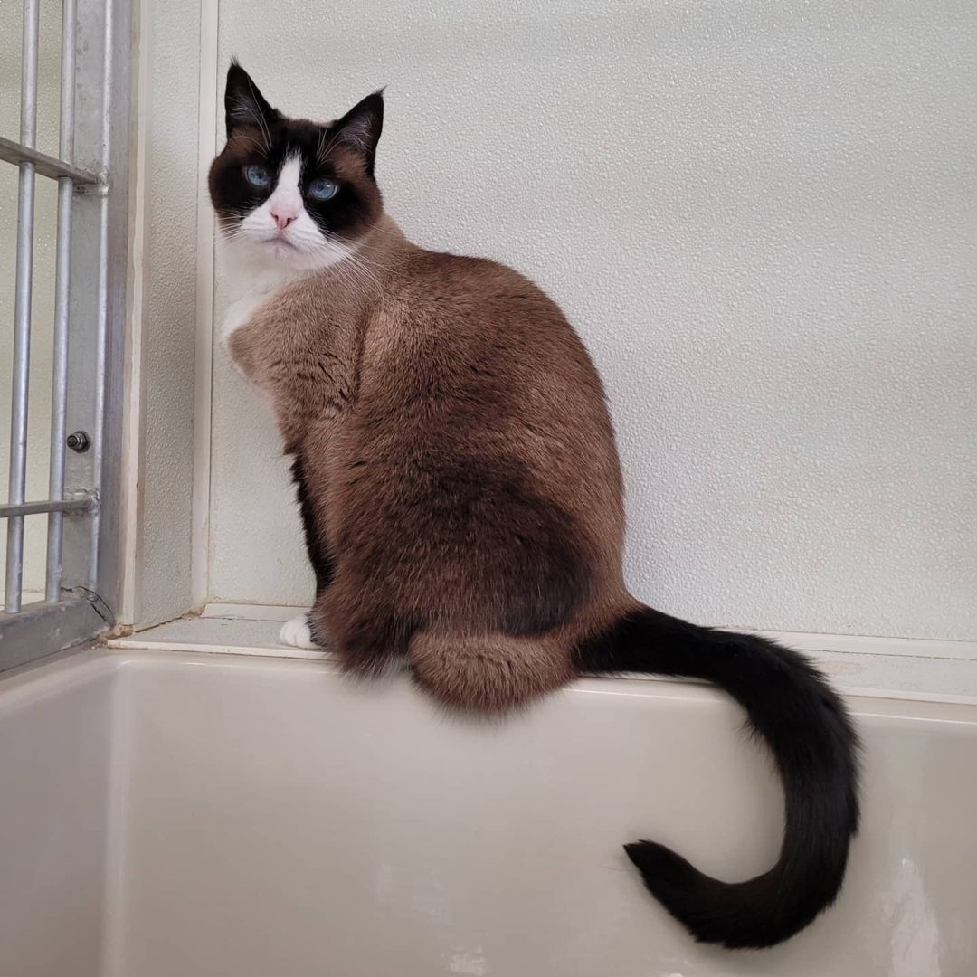 Sophie is an affectionate and sweet-tempered 13-year-old with a fondness of perching in high places. This girl shows great devotion to her humans and if you're the lucky chosen one, you'll soon find that you have a loving companion and  greeter.  Like a typical Snowshoe, she expresses her concerns vocally and will chatter with you about her displeasures. Her docile nature makes her a great choice for any household. Sophie would love to fill the position of lifelong lap cat and would prefer to be the only feline.

You can visit Sophie or any of our other residents every Friday through Sunday, from 11 am to 3 pm at 1345 Charter Oak Ave., St. Helena.
.
.
.
.
<a target='_blank' href='https://www.instagram.com/explore/tags/cats/'>#cats</a> <a target='_blank' href='https://www.instagram.com/explore/tags/catsofinstagram/'>#catsofinstagram</a> <a target='_blank' href='https://www.instagram.com/explore/tags/catlovers/'>#catlovers</a> <a target='_blank' href='https://www.instagram.com/explore/tags/animallovers/'>#animallovers</a> <a target='_blank' href='https://www.instagram.com/explore/tags/animals/'>#animals</a> <a target='_blank' href='https://www.instagram.com/explore/tags/adoptdontshop/'>#adoptdontshop</a> <a target='_blank' href='https://www.instagram.com/explore/tags/adoptme/'>#adoptme</a> <a target='_blank' href='https://www.instagram.com/explore/tags/love/'>#love</a> <a target='_blank' href='https://www.instagram.com/explore/tags/napavalley/'>#napavalley</a> <a target='_blank' href='https://www.instagram.com/explore/tags/instagood/'>#instagood</a> <a target='_blank' href='https://www.instagram.com/explore/tags/instagram/'>#instagram</a> <a target='_blank' href='https://www.instagram.com/explore/tags/photooftheday/'>#photooftheday</a>