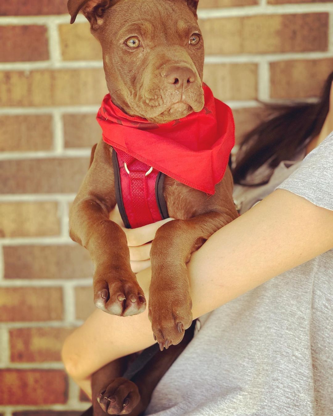 Cuteness Alert🚨 Bella is an adorable 4 month old pitbull mix looking for a home. She is a very affectionate, laidback, playful and smart puppy! Come meet her today at PetSmart on Davis Hwy until 4 pm💜 <a target='_blank' href='https://www.instagram.com/explore/tags/adoptdontshop/'>#adoptdontshop</a> <a target='_blank' href='https://www.instagram.com/explore/tags/rescue/'>#rescue</a> <a target='_blank' href='https://www.instagram.com/explore/tags/foster/'>#foster</a> <a target='_blank' href='https://www.instagram.com/explore/tags/volunteer/'>#volunteer</a> <a target='_blank' href='https://www.instagram.com/explore/tags/juniorhumanesociety/'>#juniorhumanesociety</a> <a target='_blank' href='https://www.instagram.com/explore/tags/puppylove/'>#puppylove</a> <a target='_blank' href='https://www.instagram.com/explore/tags/puppiesofinstagram/'>#puppiesofinstagram</a> <a target='_blank' href='https://www.instagram.com/explore/tags/bestfriend/'>#bestfriend</a> <a target='_blank' href='https://www.instagram.com/explore/tags/pensacola/'>#pensacola</a>