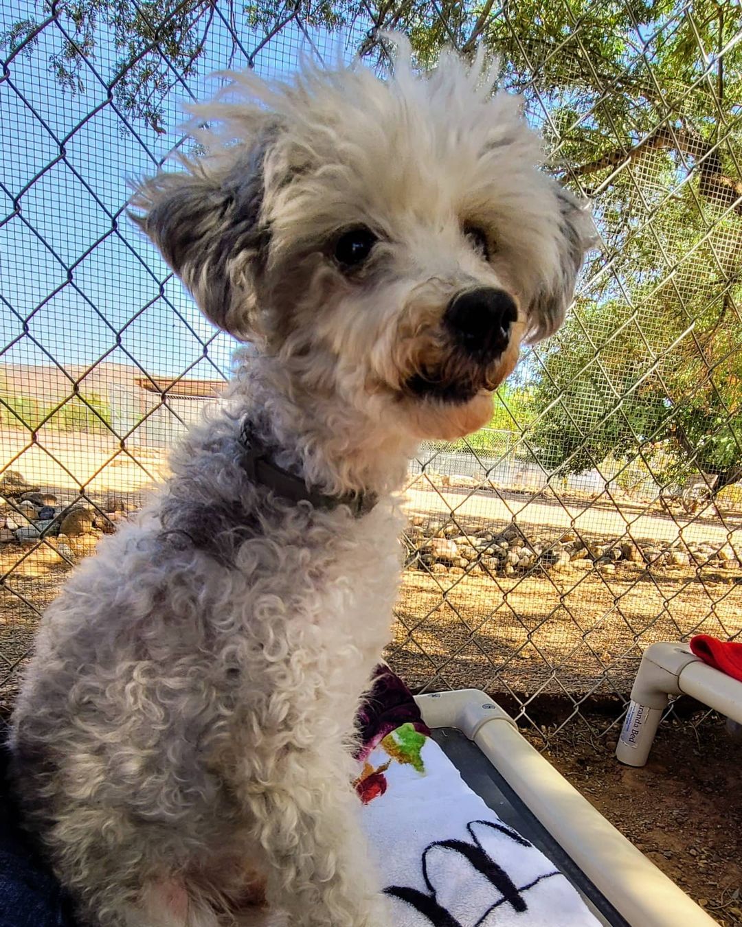 Today was a big day!!! Why you ask?!?! Because we rescued Rusty's Angel # 300!!!!! And let me tell you he's a cutie patootie!!!

This is 11-13 year old Manny. His story is sad and heartbreaking as his life, until now, was used for greed. He was owned by a breeder in Mesa. A year ago she sold him to a woman who thought she was buying a young poodle. The breeder lied and sold her a senior, debarked, unneutered dog with only 3 teeth.
Sadly with no experience owning dogs and especially no experience owning senior dogs she found herself in over her head. But thankfully she found us. 

Manny is amazing and once he is neutered he will be the perfect dog, literally! I mean just look at him!!!! 

We are confident we will have no trouble finding his perfect match that will give him the life he should have had all along. 
If your interested, get your adoption application in early because we know this handsome boy won't be here long. 

Welcome home Manny. This is where you start living your best life.

❤🐾❤

Adoption application:
https://docs.google.com/forms/d/e/1FAIpQLSel9SLUQQKsDiDZys98l63VIWHF66WkleWSelF5s1FXNyd1AQ/viewform