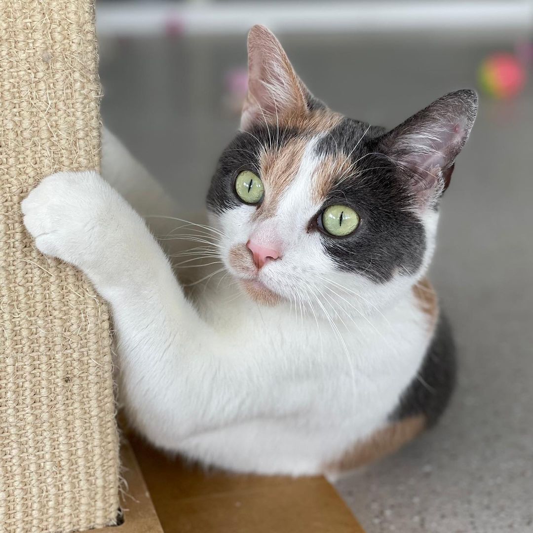 After 113 days, Kitana went home earlier this month!! Happy Belated Adoption Day to this beautiful girl and her new family 😻

<a target='_blank' href='https://www.instagram.com/explore/tags/adoptionday/'>#adoptionday</a> <a target='_blank' href='https://www.instagram.com/explore/tags/adoptedcat/'>#adoptedcat</a> <a target='_blank' href='https://www.instagram.com/explore/tags/happyadoptionday/'>#happyadoptionday</a> <a target='_blank' href='https://www.instagram.com/explore/tags/calico/'>#calico</a> <a target='_blank' href='https://www.instagram.com/explore/tags/dilutecalico/'>#dilutecalico</a> <a target='_blank' href='https://www.instagram.com/explore/tags/beautifulcat/'>#beautifulcat</a> <a target='_blank' href='https://www.instagram.com/explore/tags/greeneyes/'>#greeneyes</a> <a target='_blank' href='https://www.instagram.com/explore/tags/snugglebug/'>#snugglebug</a> <a target='_blank' href='https://www.instagram.com/explore/tags/winonaareahumanesociety/'>#winonaareahumanesociety</a> <a target='_blank' href='https://www.instagram.com/explore/tags/wahs/'>#wahs</a> <a target='_blank' href='https://www.instagram.com/explore/tags/winona/'>#winona</a> <a target='_blank' href='https://www.instagram.com/explore/tags/humanesociety/'>#humanesociety</a> <a target='_blank' href='https://www.instagram.com/explore/tags/petadoption/'>#petadoption</a> <a target='_blank' href='https://www.instagram.com/explore/tags/foreverhome/'>#foreverhome</a> <a target='_blank' href='https://www.instagram.com/explore/tags/adoptdontshop/'>#adoptdontshop</a> <a target='_blank' href='https://www.instagram.com/explore/tags/chooseadoption/'>#chooseadoption</a> <a target='_blank' href='https://www.instagram.com/explore/tags/rescueismyfavoritebreed/'>#rescueismyfavoritebreed</a> <a target='_blank' href='https://www.instagram.com/explore/tags/rescuecats/'>#rescuecats</a> <a target='_blank' href='https://www.instagram.com/explore/tags/shelter/'>#shelter</a> <a target='_blank' href='https://www.instagram.com/explore/tags/sheltercat/'>#sheltercat</a> <a target='_blank' href='https://www.instagram.com/explore/tags/catsofinstagram/'>#catsofinstagram</a> <a target='_blank' href='https://www.instagram.com/explore/tags/sheltercatsofinstagram/'>#sheltercatsofinstagram</a> <a target='_blank' href='https://www.instagram.com/explore/tags/catstagram/'>#catstagram</a>