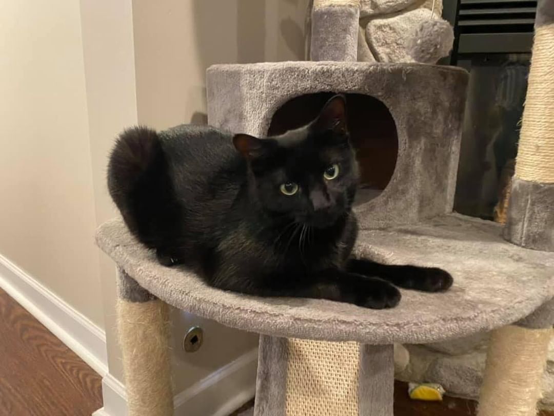 🐾🍁🐾 MEET SQUEAK! 🐾🍁🐾

🖤 Squeak is an one year old, gorgeous, lanky house panther. He’s huge! Not heavy but really tall and lanky!
🖤 He has the greenest eyes and the shiniest fur. 
🖤 He is affectionate and a pleasure to have around. 
🐾 Tolerates other cats fine, but isn’t overly interactive with them. Would likely be ok with respectful dogs!

✔️ Neutered, up to date on vaccinations, tested and microchipped!

If you are interested in adopting this pet, please head to www.pettalesrescue.com and fill out an application ✍🏼