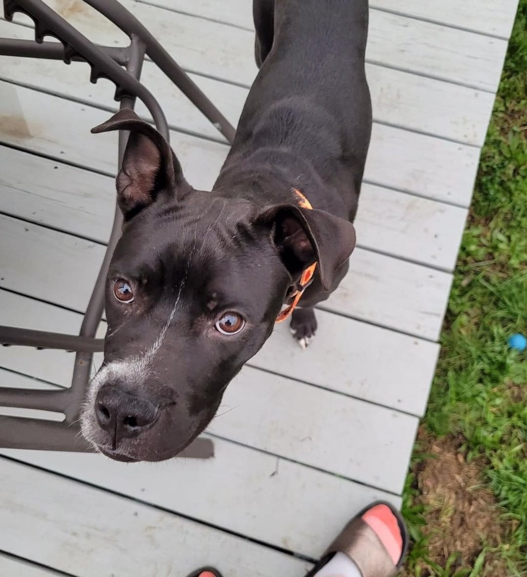 🌲🪓🪵🌳 MEET TIMBER! 🌳🪵🪓🌲

🌲 Any boxer lovers out there?! Timber is an adorable boxer mix, and is likely going to be a medium-sized adult as he is currently 40lbs at 7 months old. 
🌲 Timber has the cutest little underbite and smile…his sweet face will melt your heart! 
🌲 He has LOTS of puppy enthusiasm and loves to play, but he does have a good sense of when to settle down.
🌲 Timber is doing great with house-breaking and crate training! 
🌲 Timber has a quirky habit of carrying household items outdoors 😅, he doesn’t destroy them…just likes to carry ‘em out! 
🌲 He loves other dogs, but will need to be fed separately (see below)

⚠️ Timber came from a life of unpredictability and uncertainty, and as a result he has some resource-guarding tendencies and will need an owner willing and able work through those things with him. We do not believe his resource guarding will make him less of a great pet, but we want a home willing to work at it with him and teach him that he doesn’t have to guard his food and there will always be enough! 

 ✔️ Timber is neutered, UTD on vaccines, and microchipped.

If you are interested in adopting this pet, please head to www.pettalesrescue.com and fill out an application ✍🏼