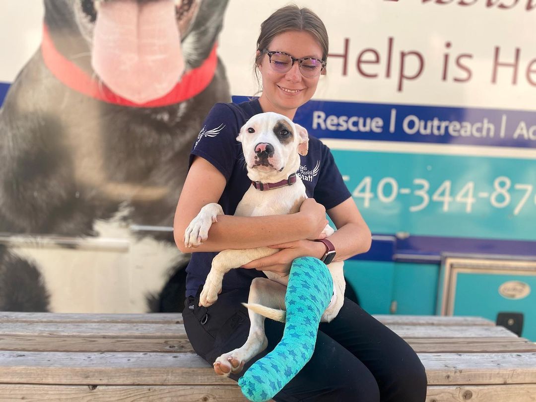 Meet Loyalty! This sweet 5-month-old girl came in today on our transport. She was here to be spayed and to have her broken leg assessed. Our medical team splinted her leg in hopes that amputation could be avoided. We will need to continue to monitor Loyalty for splint changes and to assess her healing progress. In the meantime, we would like to get her into a foster home while she heals as the shelter is no place for a puppy to grow up. She is a total sweetheart, and she deserves a home of her own while she heals.

If you are interested in fostering sweet Loyalty, please email our Adoption Coordinators at adoptions@angelsofassisi.org.