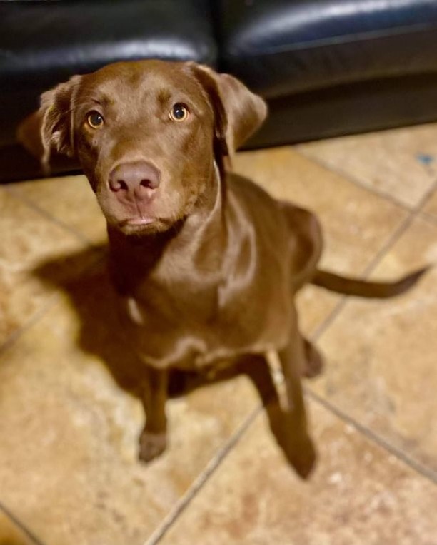 🍫 Do you have a sweet tooth for Chocolate Labs? Well, we have the boy for you. Meet Muddy! Muddy is around a year old and has the typical sweet Labrador personality. He LOVES children, water, and chasing after a tennis ball or stick. He is young and has a lot of energy so he would do best in a home with a big backyard and someone that is committed to daily exercise. He loves to play and can be a bit much for his older foster fur brother but would do fine with like-minded fur siblings or as a solo animal. He would prefer a home without any of the meow, meow kind though. He is not a fan. Muddy is fully vetted and ready for his forever family. ❣️ Fill out an application if that lucky family is you! <a target='_blank' href='https://www.instagram.com/explore/tags/LAPdog/'>#LAPdog</a> <a target='_blank' href='https://www.instagram.com/explore/tags/ChocolateLAB/'>#ChocolateLAB</a> <a target='_blank' href='https://www.instagram.com/explore/tags/LOVESchildren/'>#LOVESchildren</a> <a target='_blank' href='https://www.instagram.com/explore/tags/WaterDog/'>#WaterDog</a> <a target='_blank' href='https://www.instagram.com/explore/tags/Labrador/'>#Labrador</a> <a target='_blank' href='https://www.instagram.com/explore/tags/AdoptME/'>#AdoptME</a> 

Adopt Muddy here! 🥎
https://www.laprescue.org/adoption-app-.html