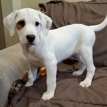 Floppy ears and puppy dog eyes...what could be cuter!  They are so playful and affectionate and they are all ready for their forever homes.  10 week Hound/Lab and maybe some Dalmation in there too.  Go to our website and fill out our Matchmaking Form if you are interested. Thanks! www.unitedanimalfriends.org